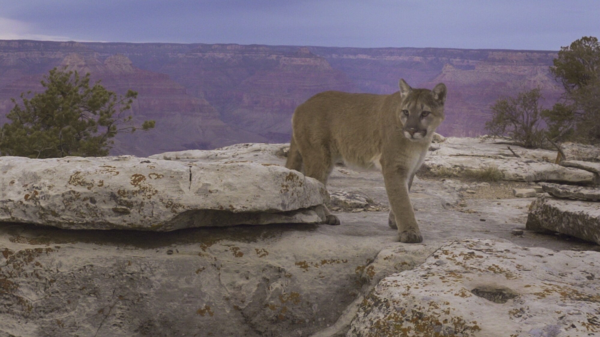 Never filmed before, a mountain lion navigates the rim of the Grand Canyon. (National Geographic for Disney+)