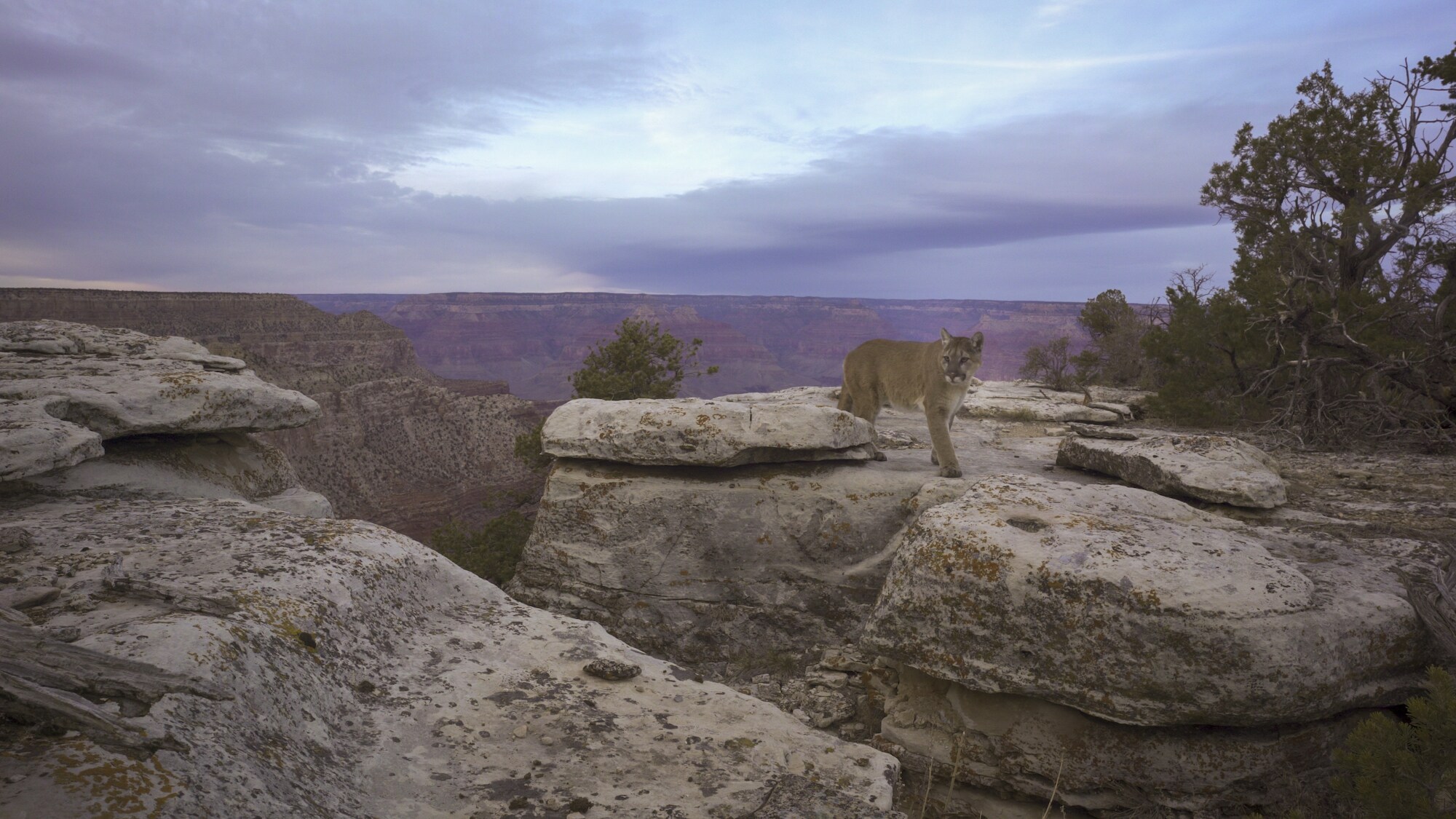 Never filmed before, a mountain lion navigates the rim of the Grand Canyon. (National Geographic for Disney+)