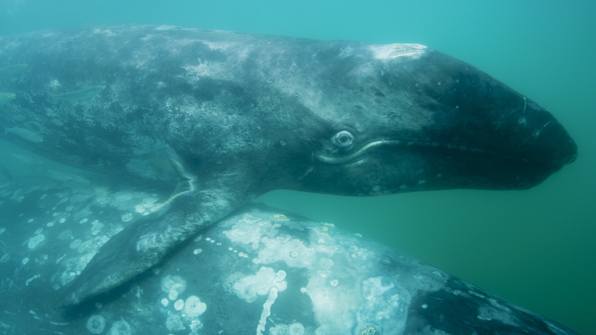A gray whale calf spends the first weeks of its life in the warm waters of Baja's lagoons, before setting off on one of the longest mammal migrations on Earth up the Pacific coast to their feeding grounds in the Arctic. (National Geographic for Disney+)