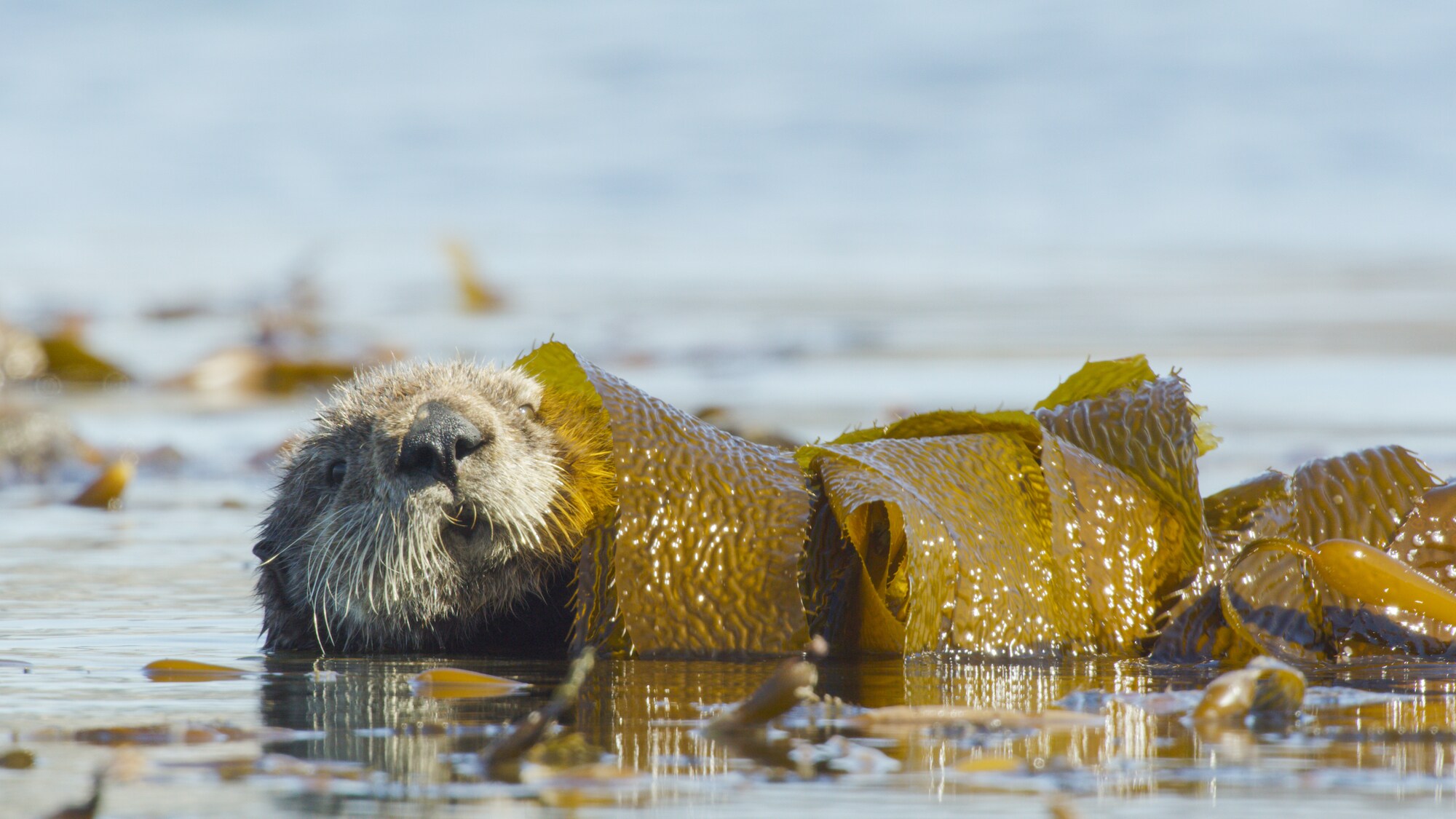 Sea otters wrap themselves and their pups up in giant kelp, to keep themselves from drifting out to sea. (National Geographic for Disney+)