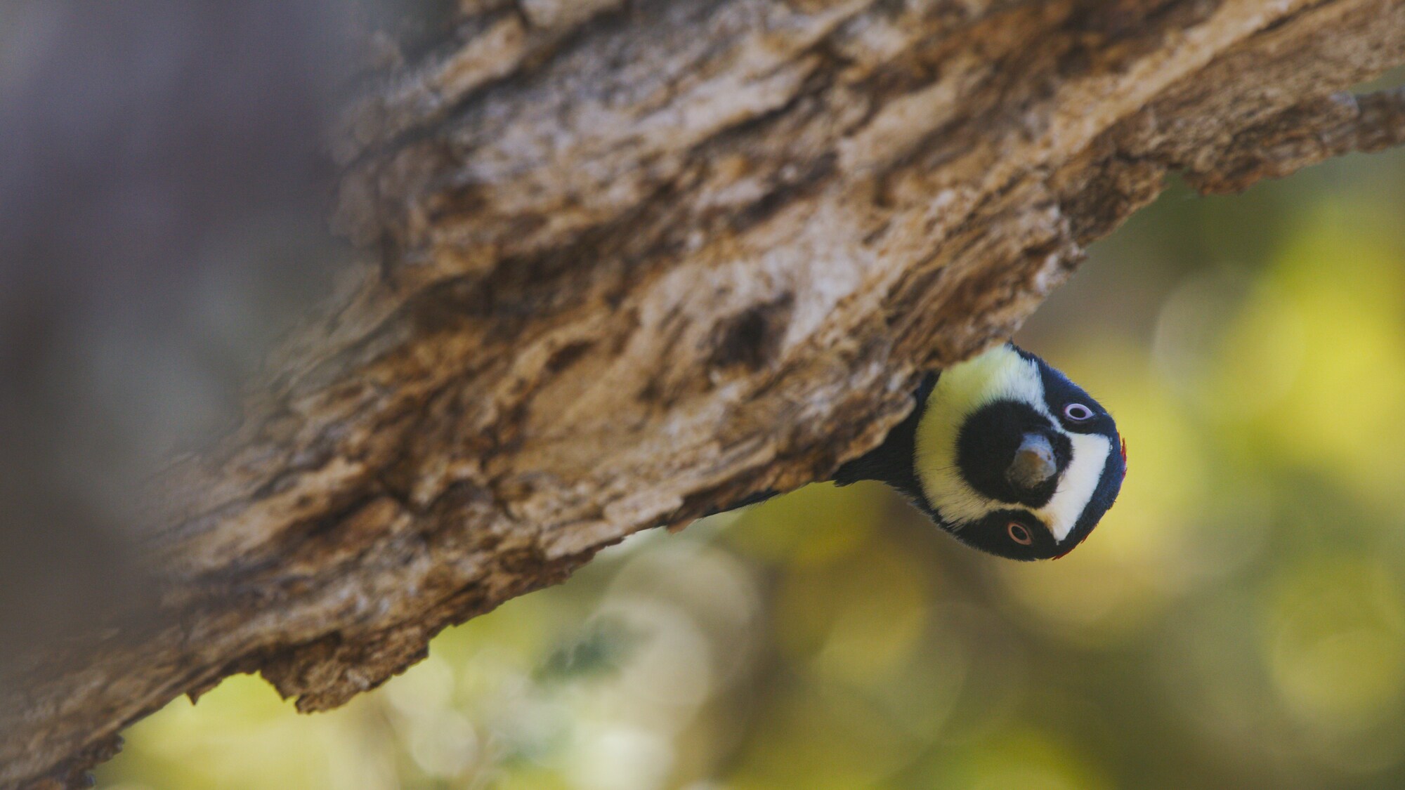 An acorn woodpecker looks out from behind a branch in California's thriving oak woodland. (National Geographic for Disney+)