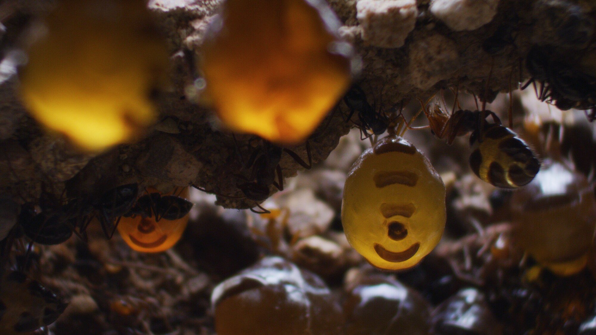Honeypot ants create 'living larders' deep underground, using specialized workers whose abdomens can swell to the size of a cherry with nectar gathered during times of plenty by their comrades. (National Geographic for Disney+)