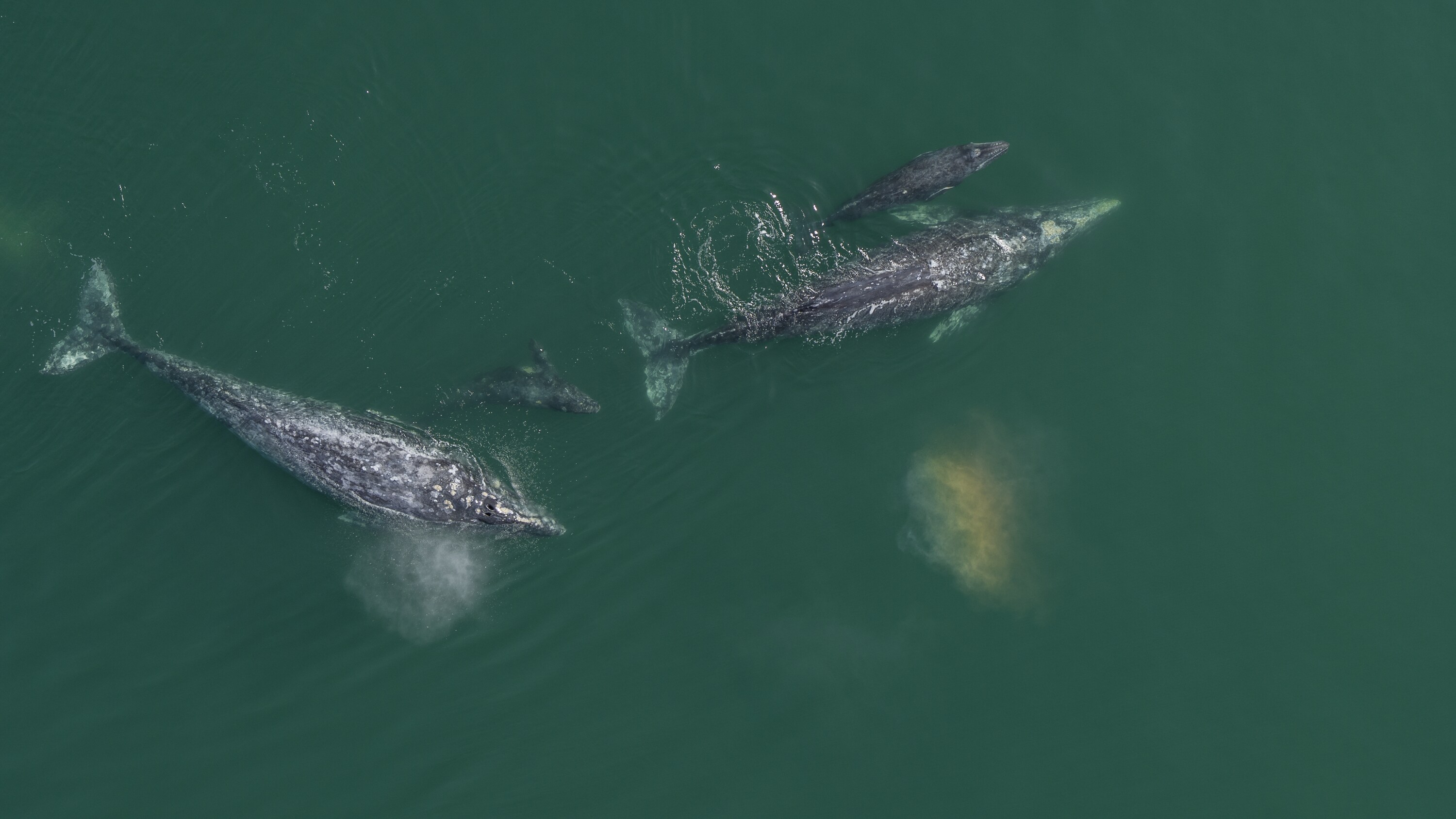 Gray whale mothers and calves begin their epic journey up the Pacific coast, from their winter homes in Baja's lagoons to their summer feeding grounds in the Arctic.  (National Geographic for Disney+)