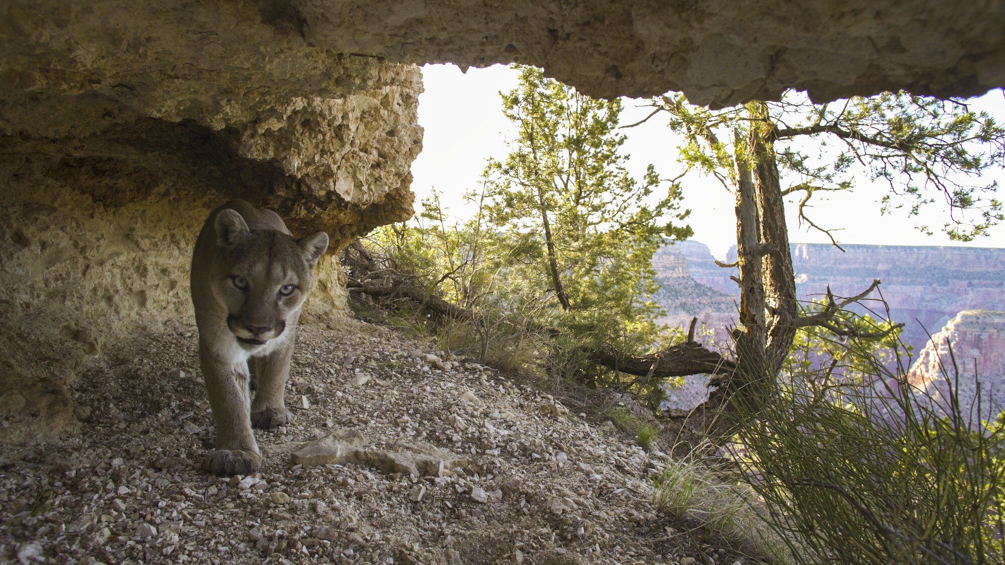 Never filmed before, a female mountain lion searches for a mate in the Grand Canyon, AZ. (National Geographic for Disney+)