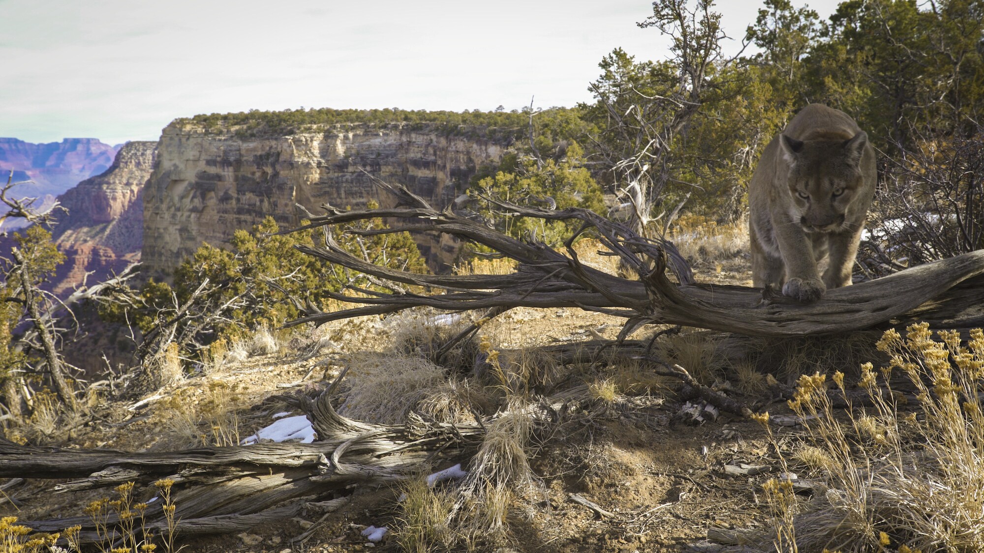 A male mountain lion patrols his territory on the rim of the Grand Canyon, AZ. (National Geographic for Disney+)