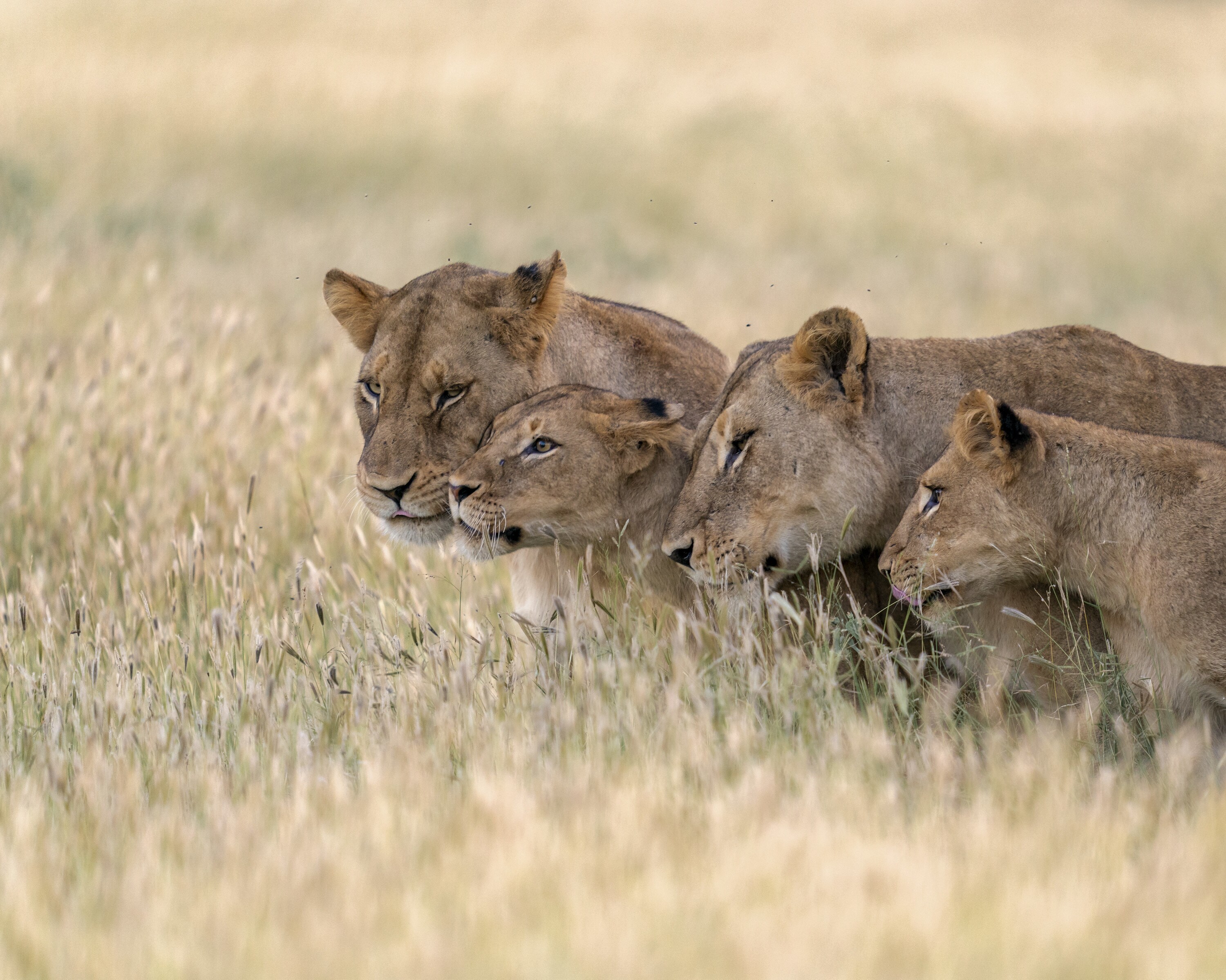 Malika, Ama and two cubs nuzzle one another. (National Geographic for Disney+/Russell MacLaughlin)