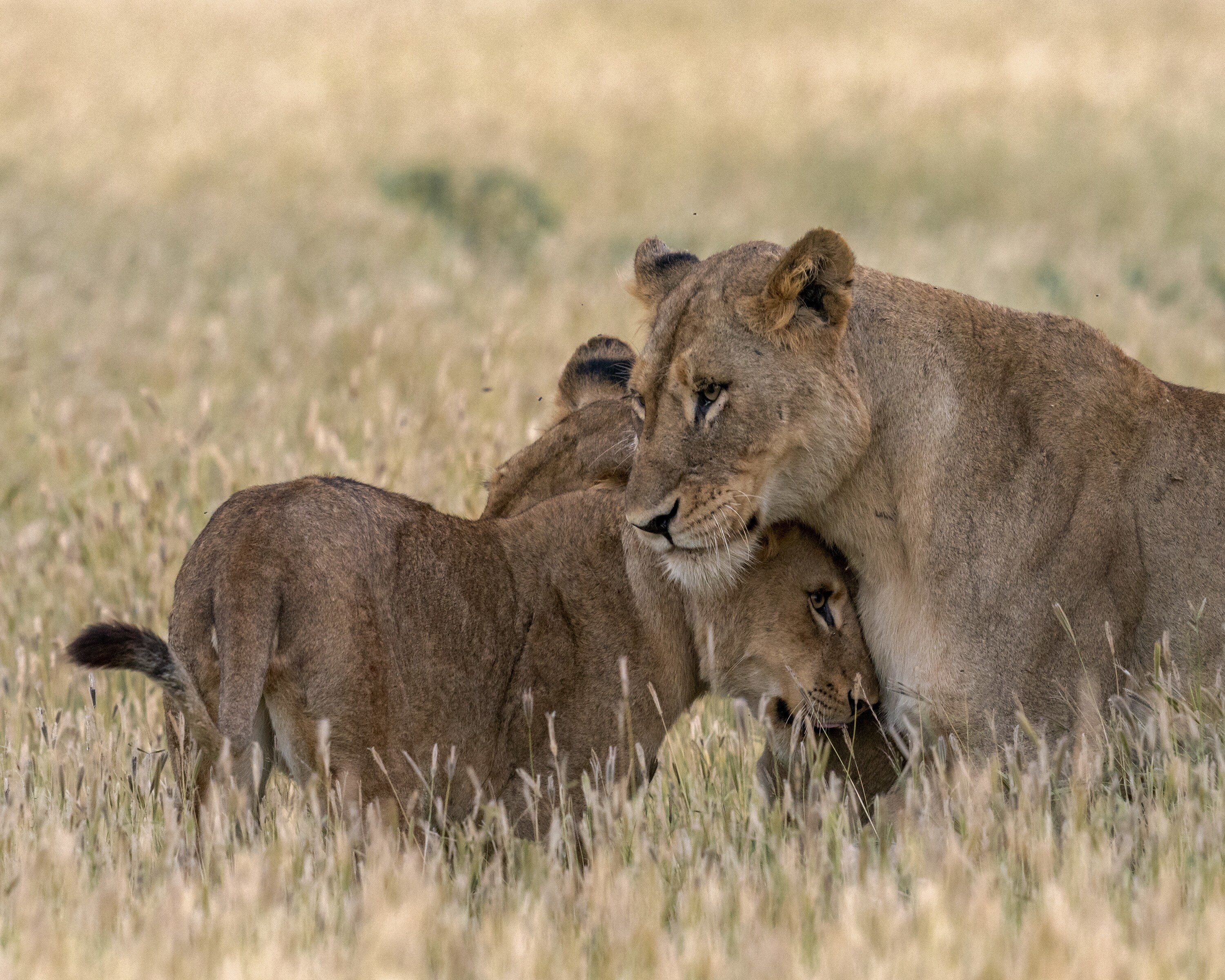 Ama protects Nuru and Issa. (National Geographic for Disney+/Russell MacLaughlin)