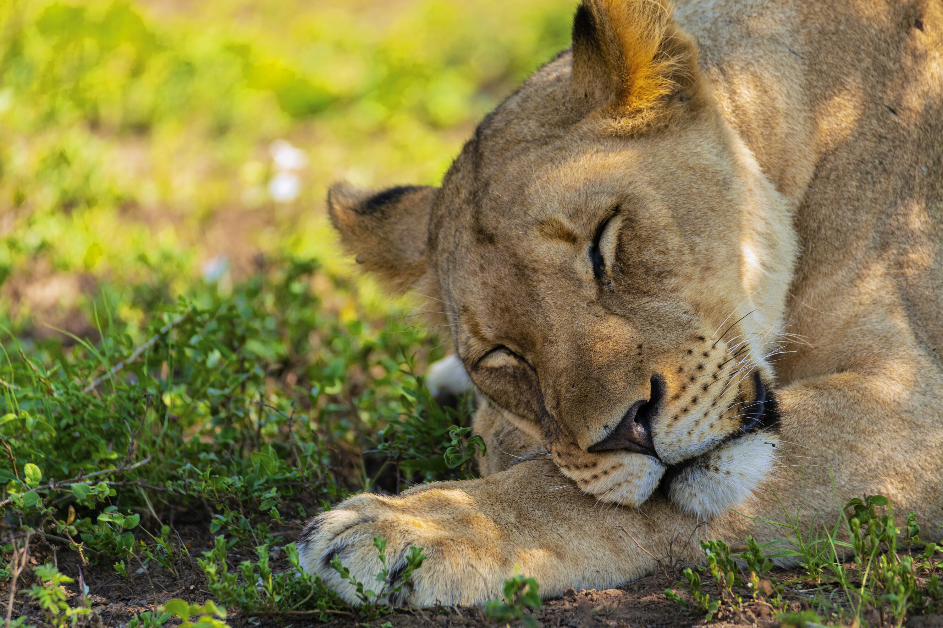 Malika sleeps. (National Geographic for Disney+/Russell MacLaughlin)