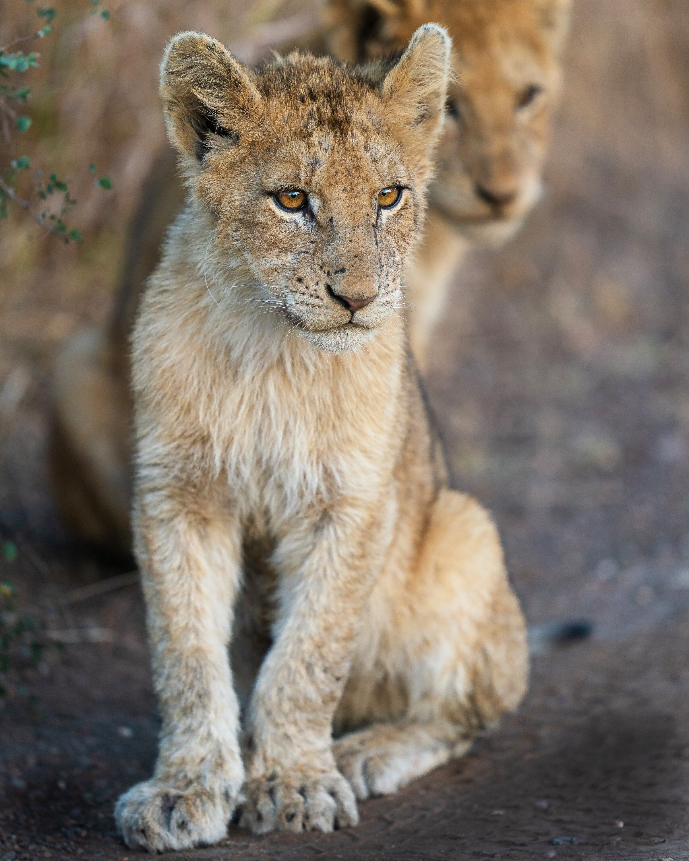 Issa sits in front of Nuru. (National Geographic for Disney+/Russell MacLaughlin)