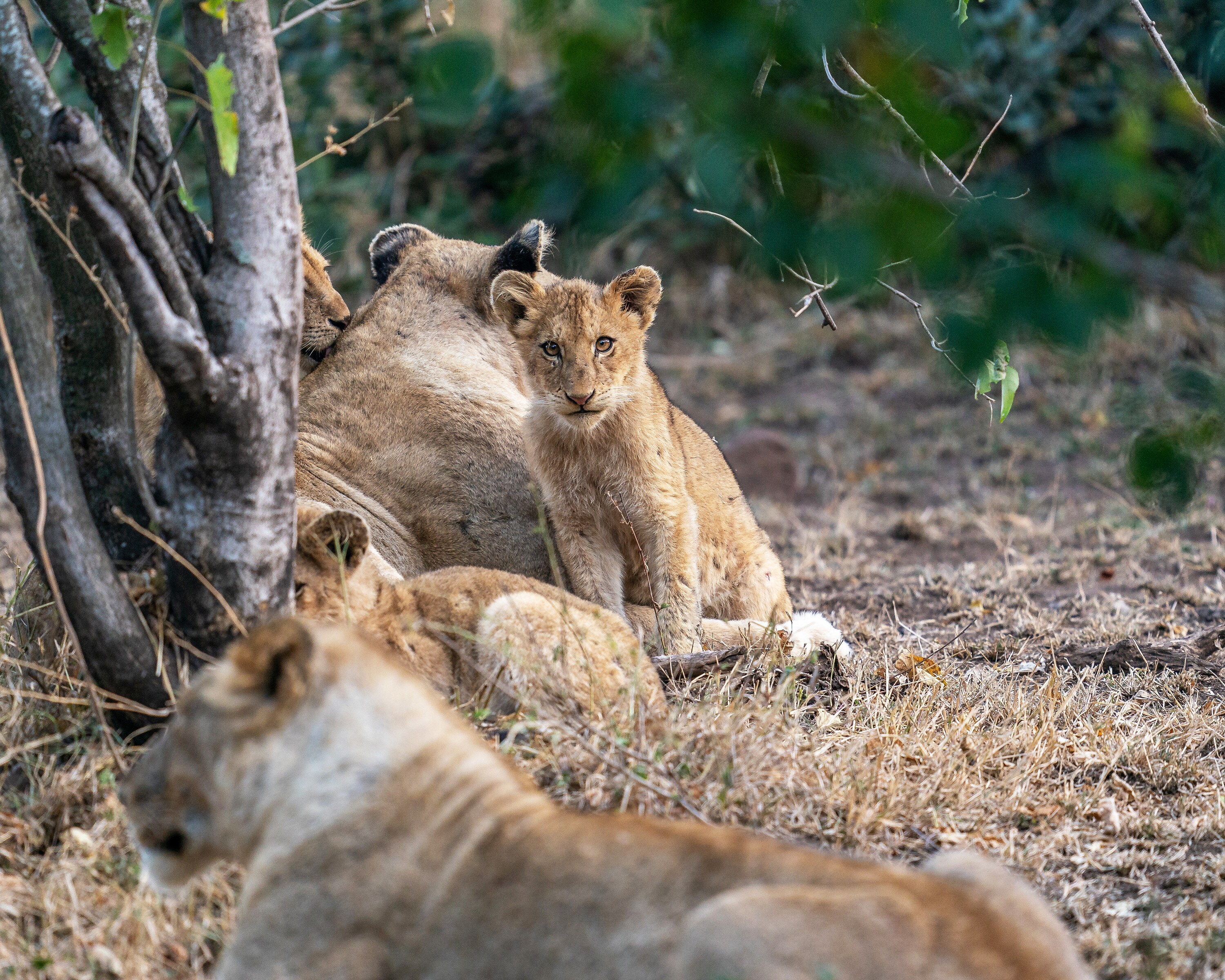 Cub Issa surrounded by her family. (National Geographic for Disney+/Russell MacLaughlin)