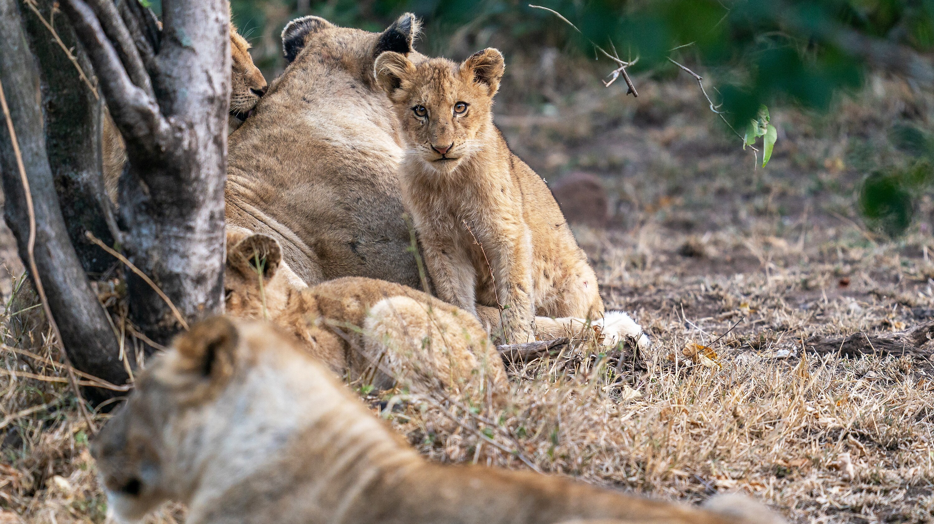 Cub Issa surrounded by her family. (National Geographic for Disney+/Russell MacLaughlin)