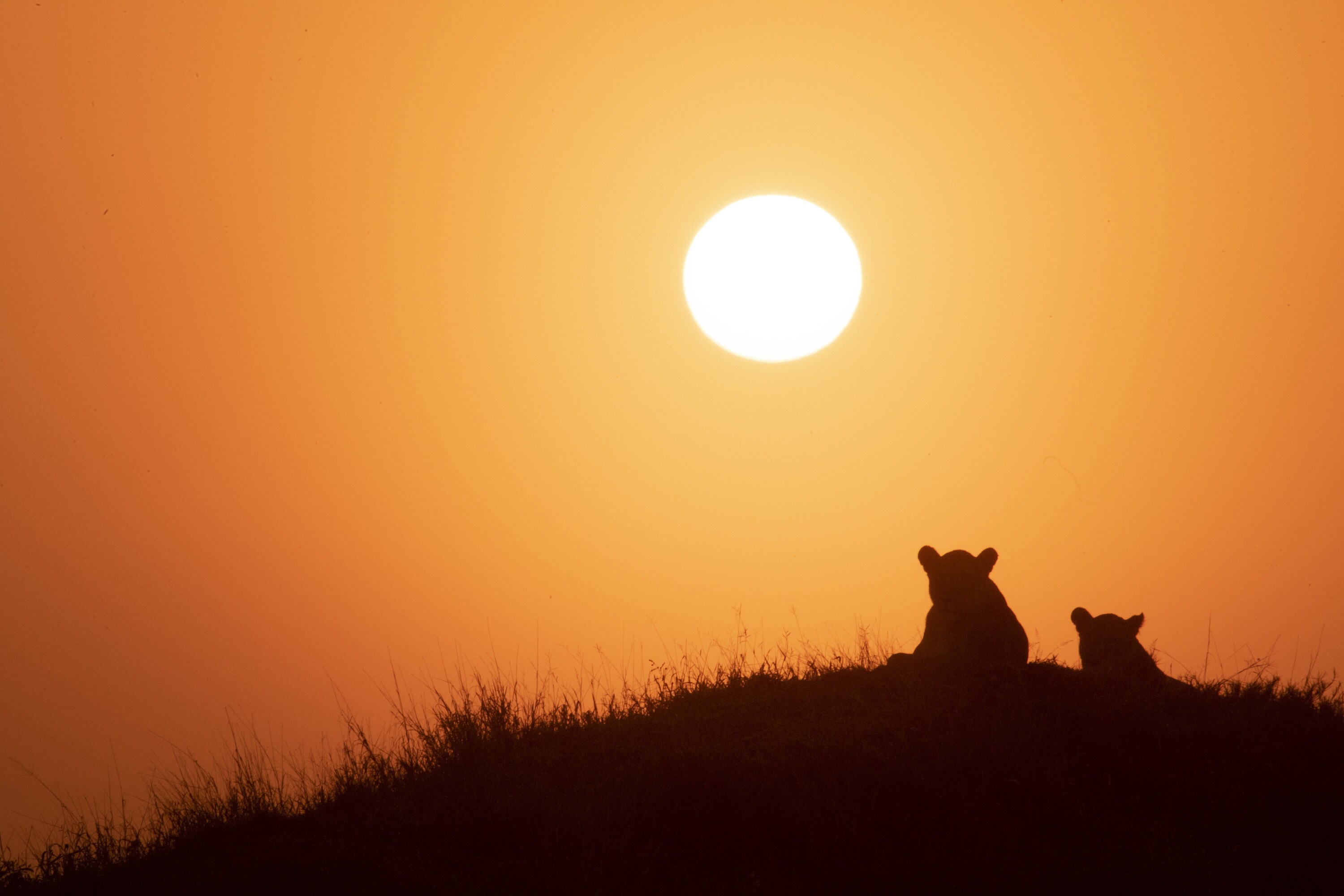 Issa and Nuru relax on a hill at sundown. (National Geographic for Disney+/Russell MacLaughlin)