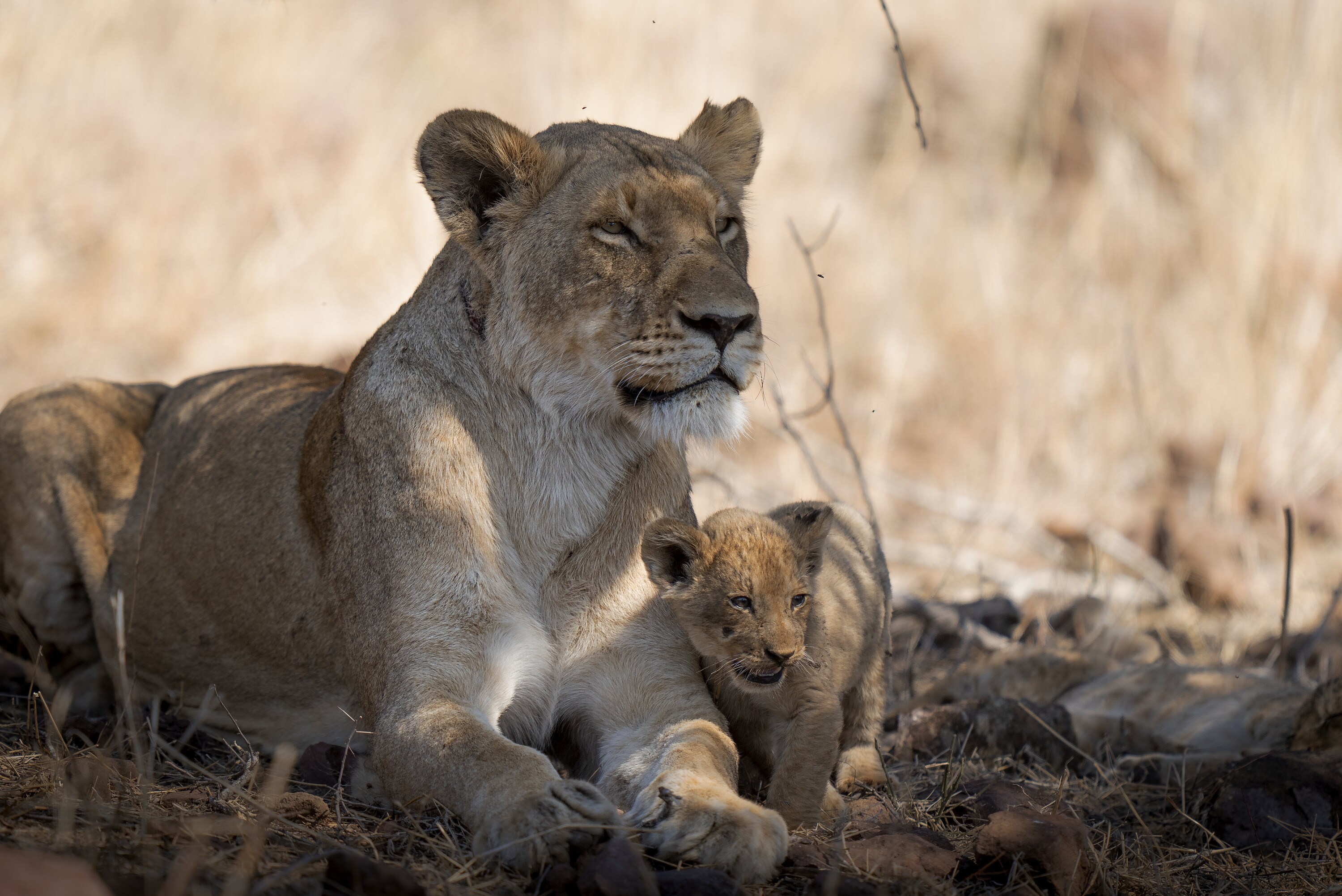 Malika with cub Issa. (National Geographic for Disney+/Russell MacLaughlin)