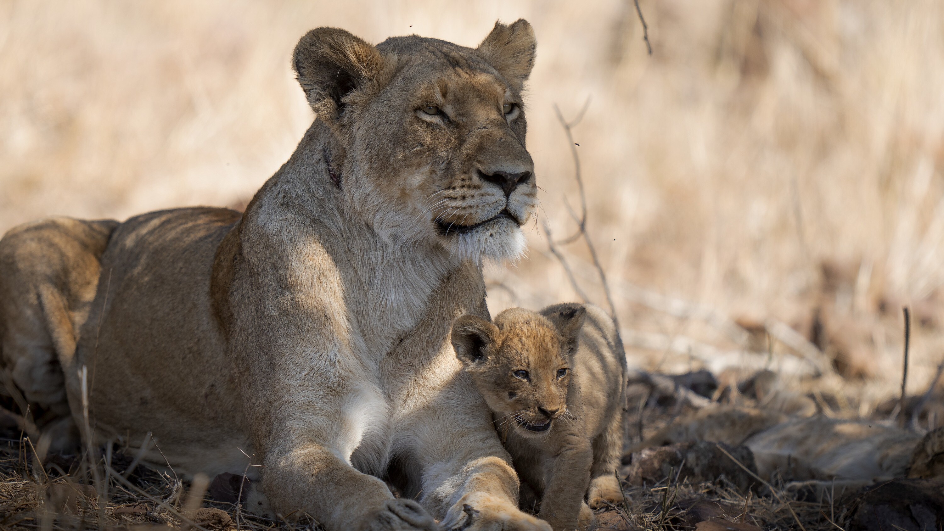 Malika with cub Issa. (National Geographic for Disney+/Russell MacLaughlin)