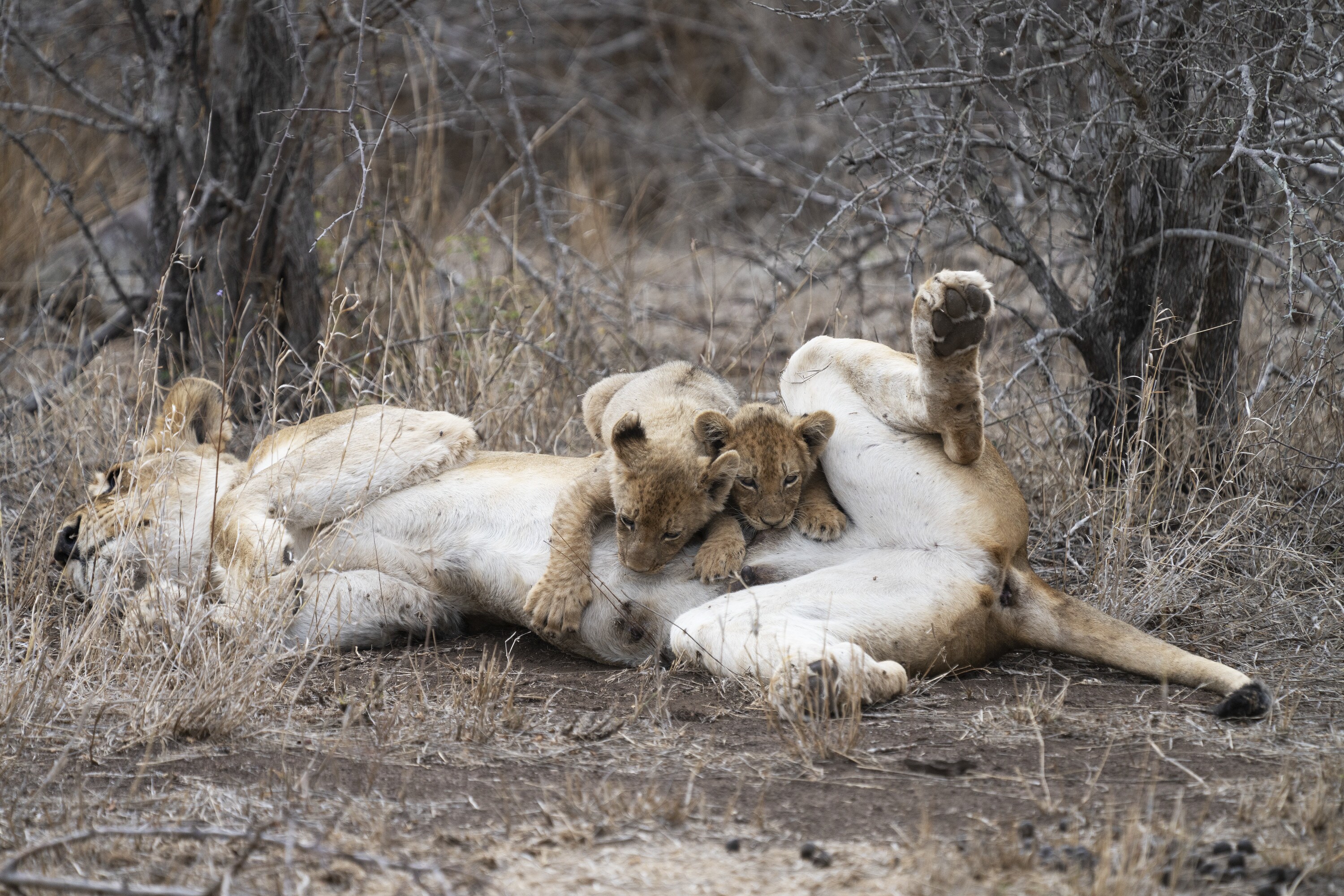 Malika nurses Issa and Nuru. (National Geographic for Disney+/Russell MacLaughlin)