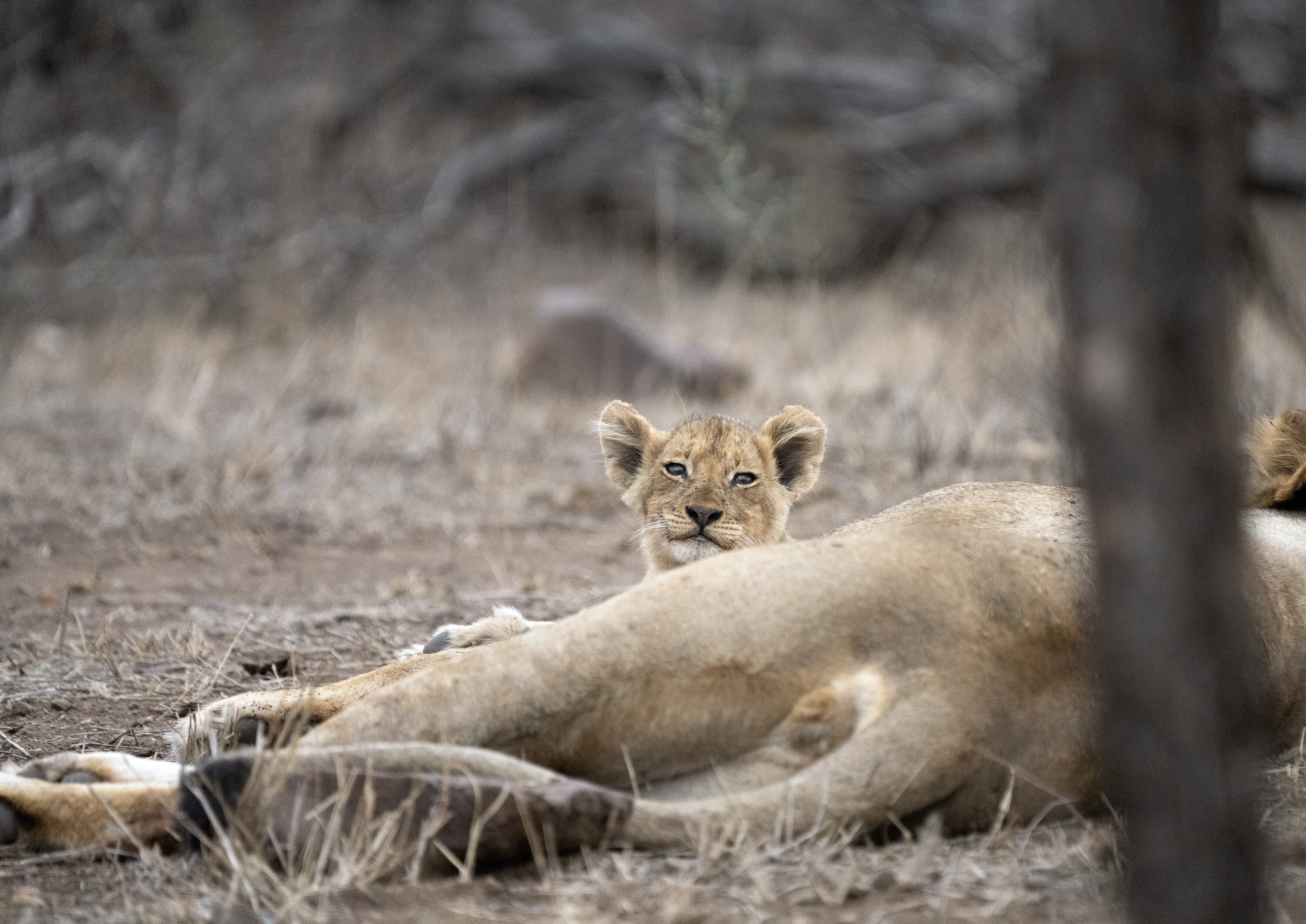 Malika rests with cub Issa. (National Geographic for Disney+/Russell MacLaughlin)
