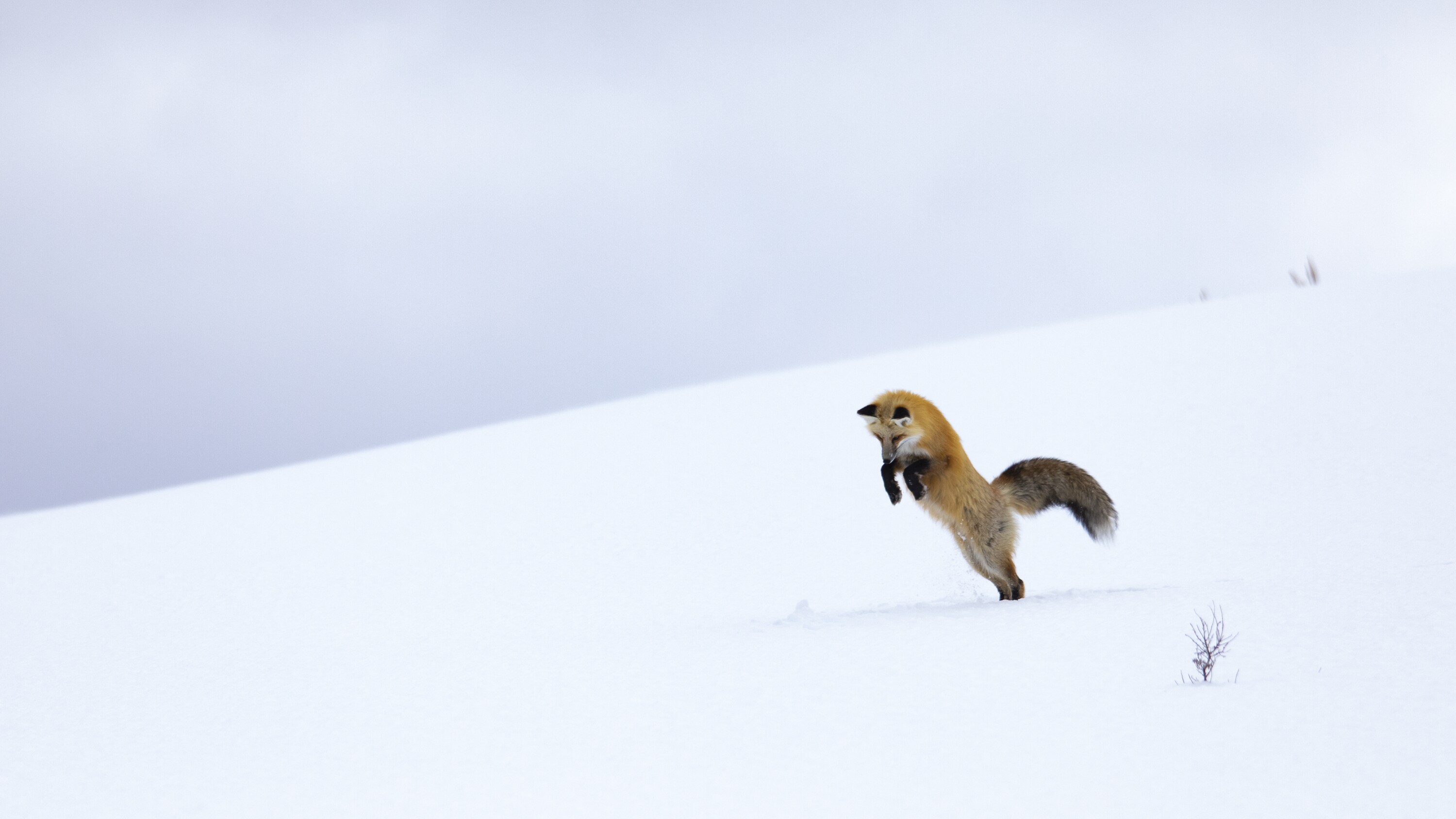 A red fox pounces into the snow, hunting for hidden mice below. (National Geographic for Disney+/Chema Domenech)