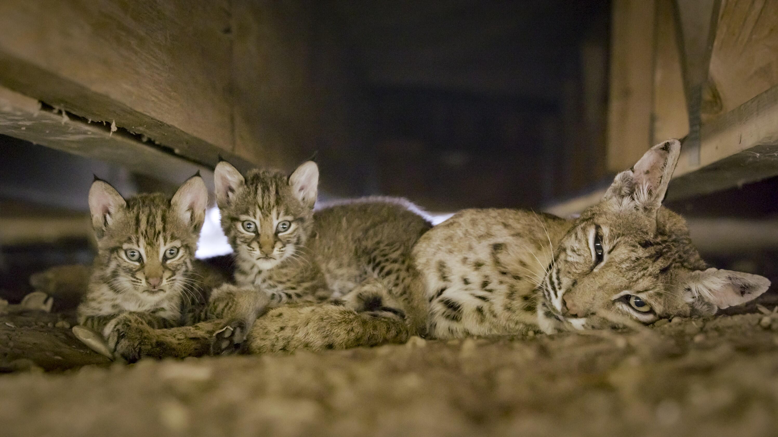A bobcat mom rests with her young kittens under the decking of an abandoned ranch house. (National Geographic for Disney+/Karine Aigner)