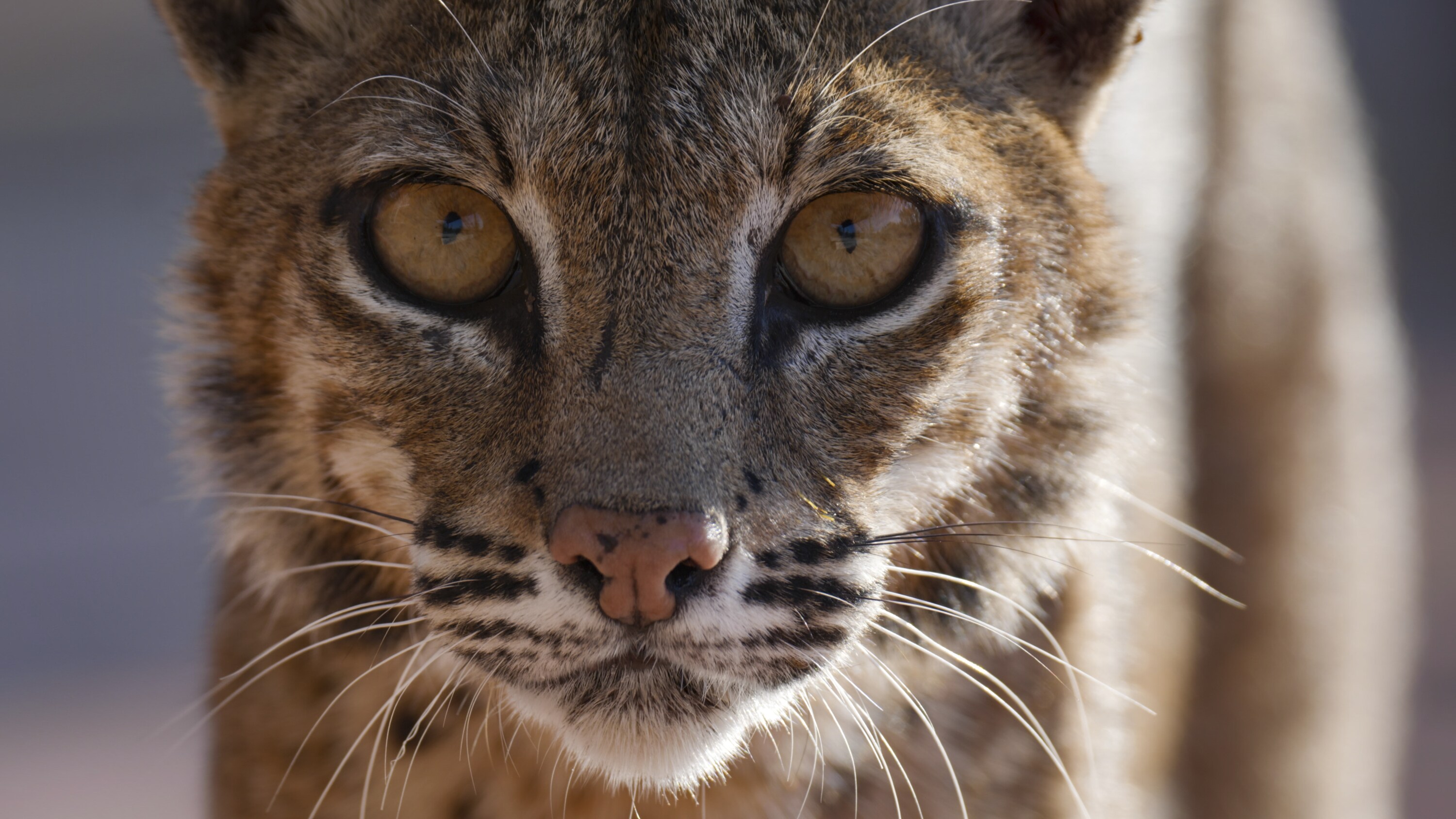 A bobcat mother looks to camera. (National Geographic for Disney+)