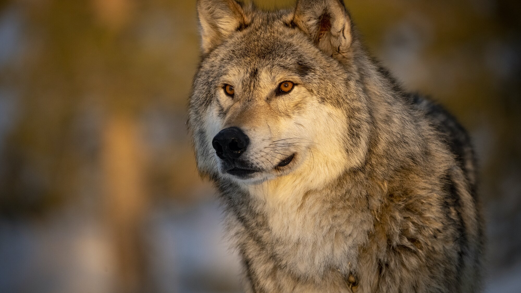 Portrait of a gray wolf. (National Geographic for Disney+/Jon Riley)