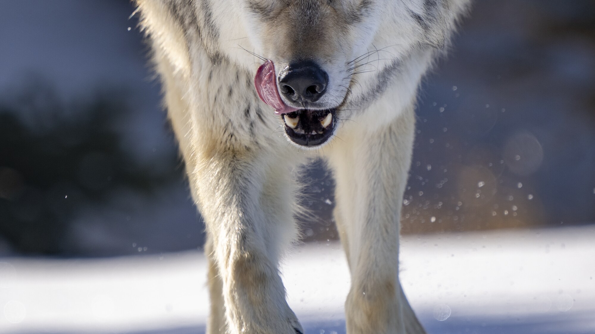 A gray wolf runs in the snow. (National Geographic for Disney+/Ryan Sheets)