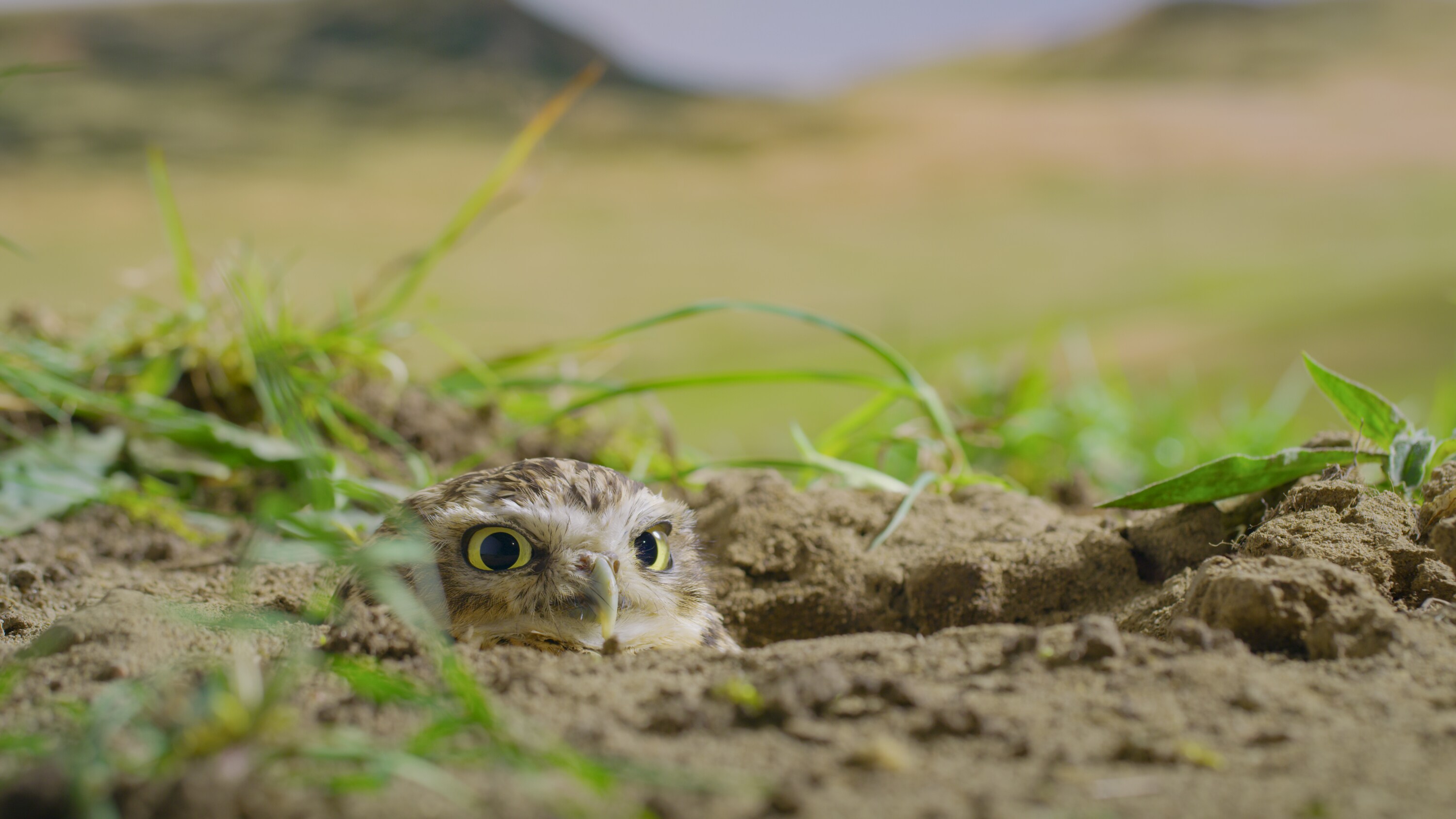 A burrowing owl looks alarmed from the burrow entrance. (National Geographic for Disney+)