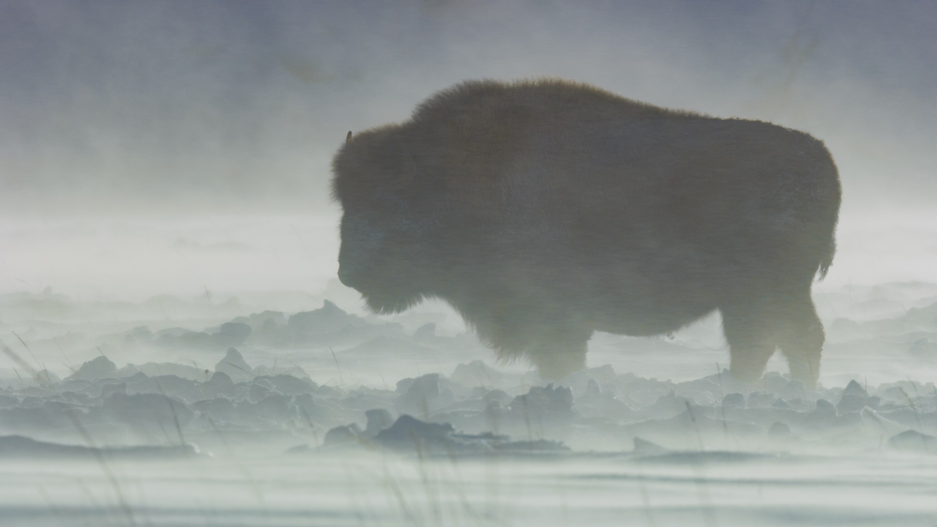 An American bison standing out a blizzard. (National Geographic for Disney+)