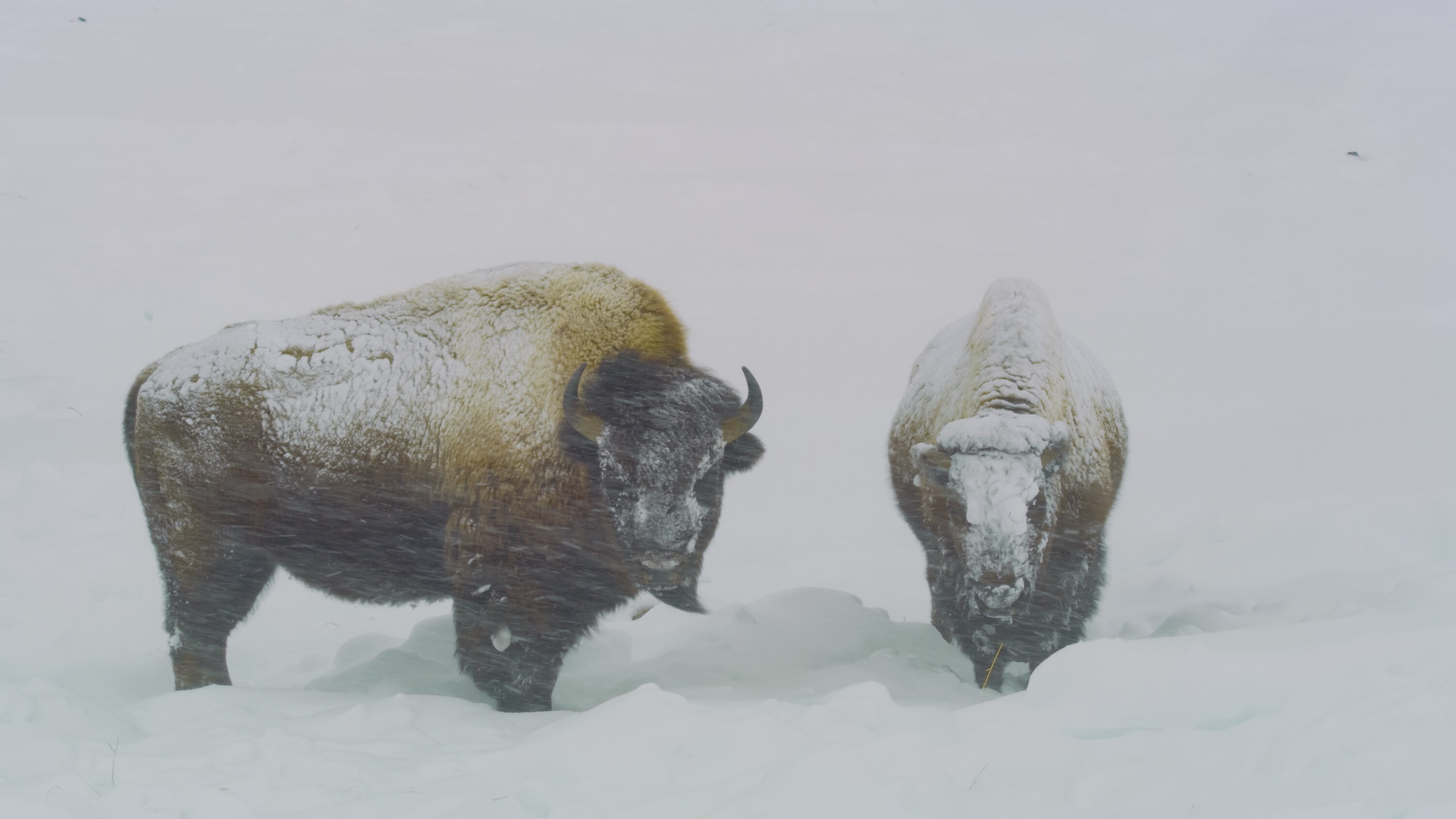 A pair of American bison standing in a blizzard. (National Geographic for Disney+)