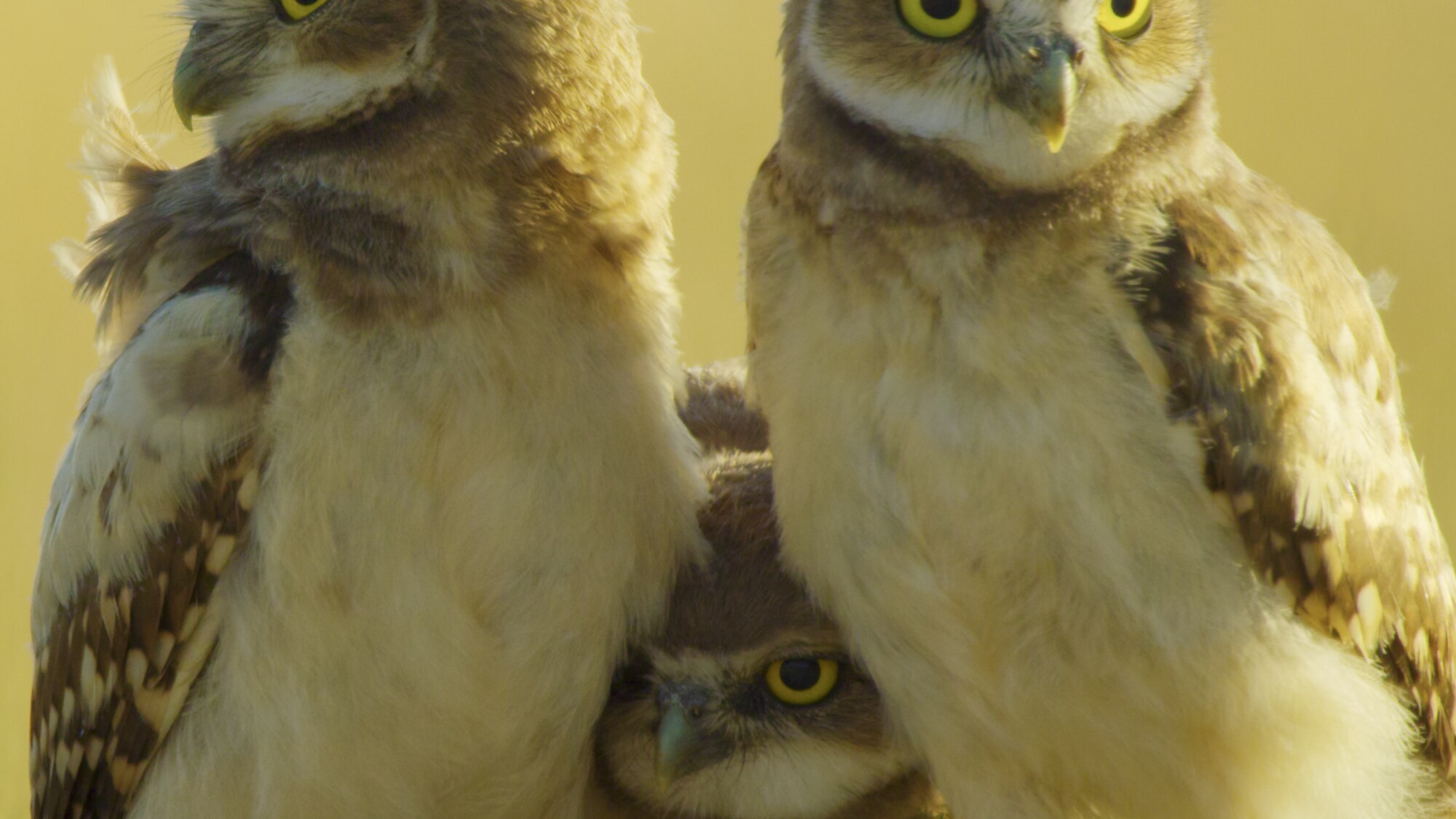 A trio of burrowing owlets standing at the burrow entrance. (National Geographic for Disney+)
