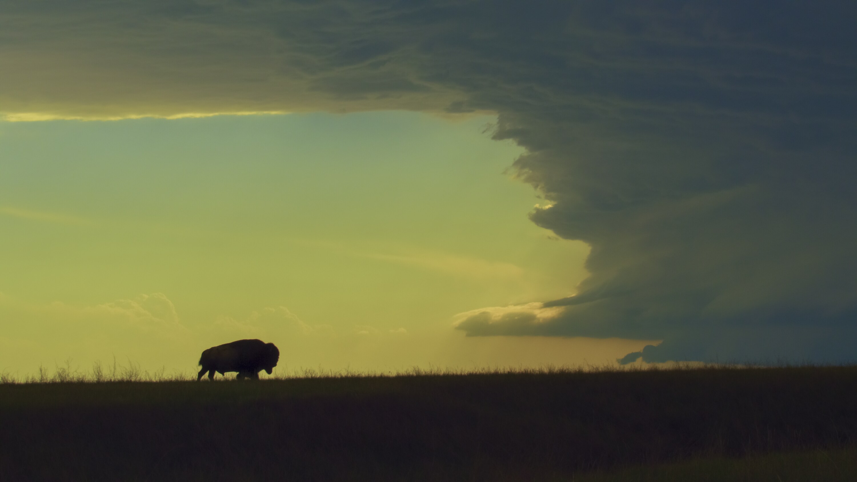 An American bison walks towards a storm cloud. (National Geographic for Disney+)