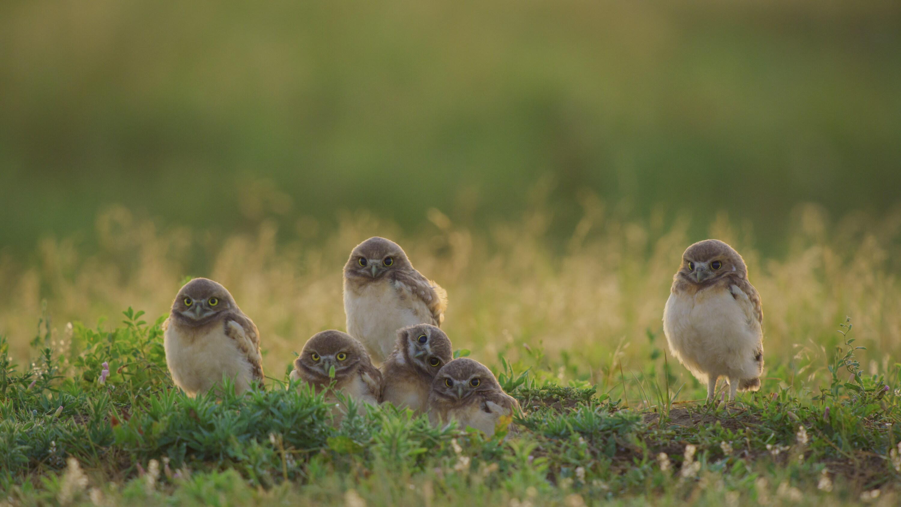 Six young burrowing owls at the burrow entrance. (National Geographic for Disney+)