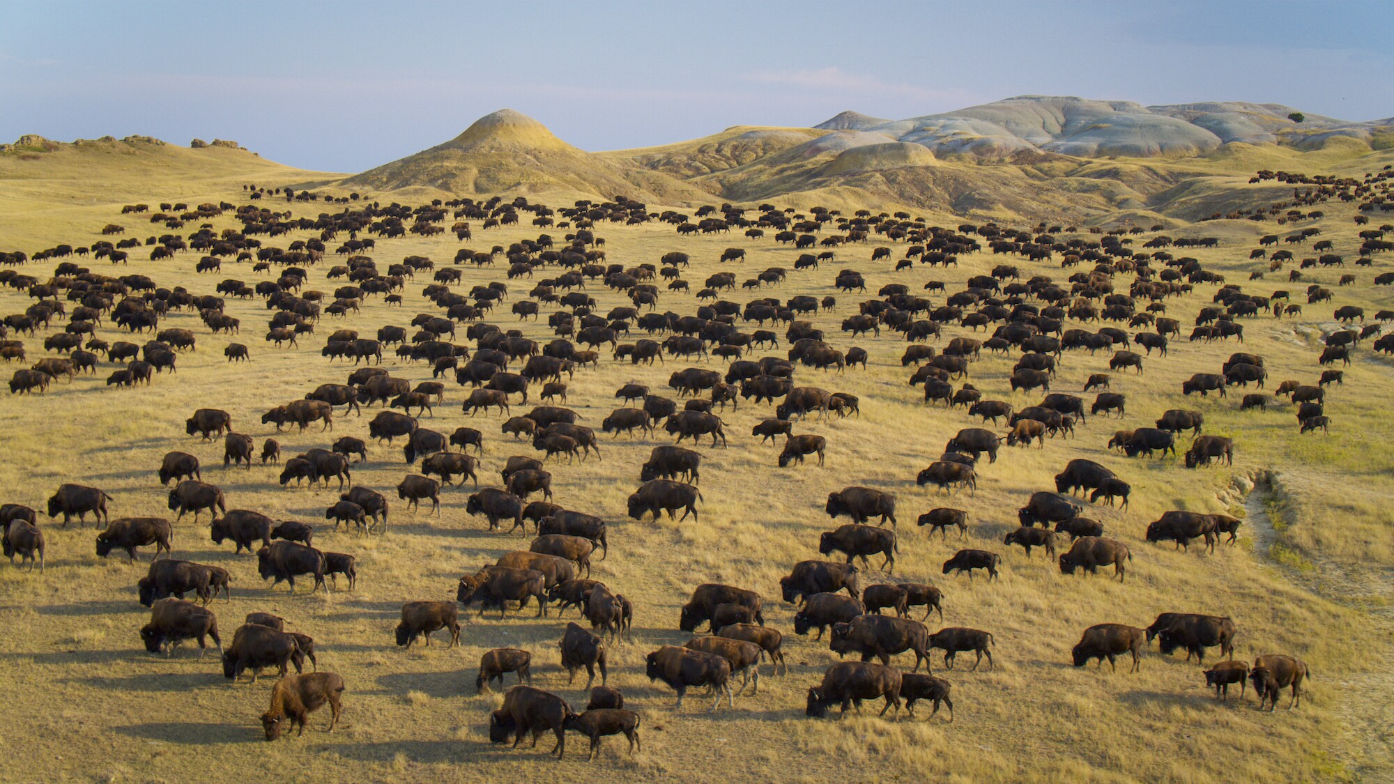 A bison herd migrates across the grassland. (National Geographic for Disney+)
