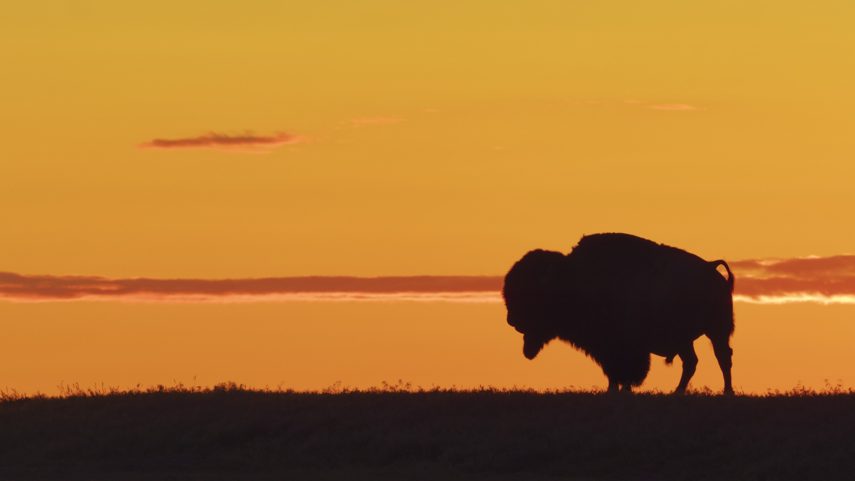 An America bison in Badlands National Park. (National Geographic for Disney+)
