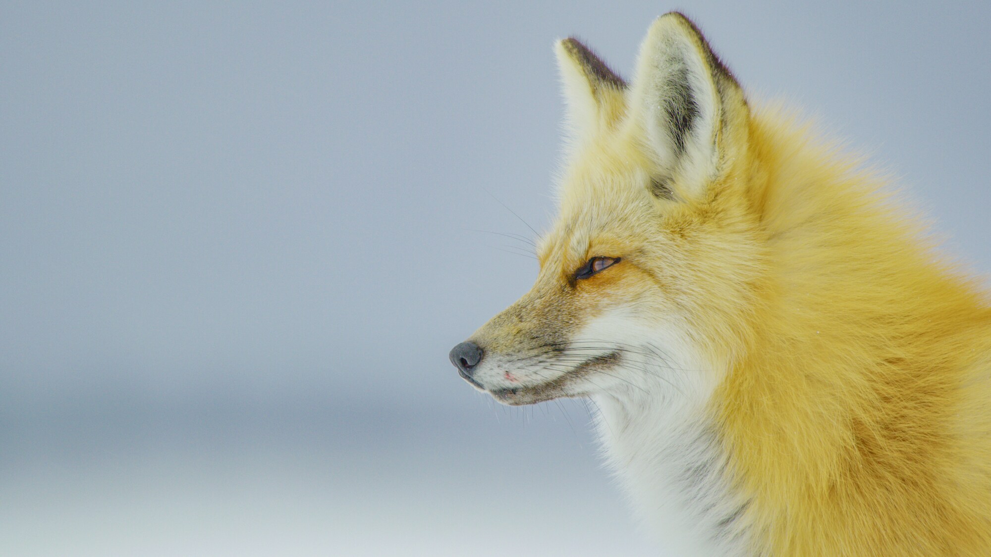 Portrait of a red fox. (National Geographic for Disney+)