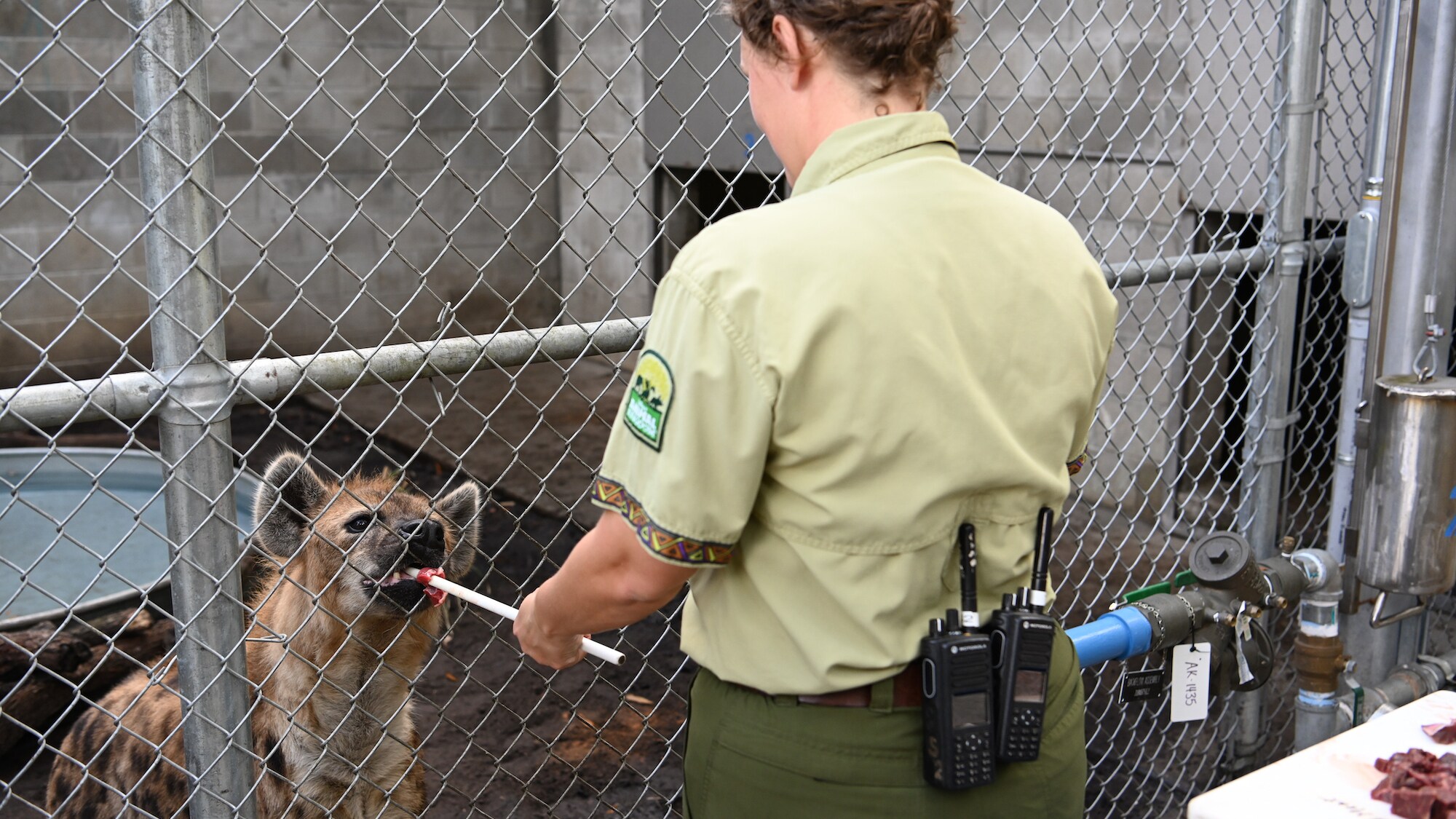 Scooter the Hyena being fed by Keeper. (National Geographic/Gene Page)