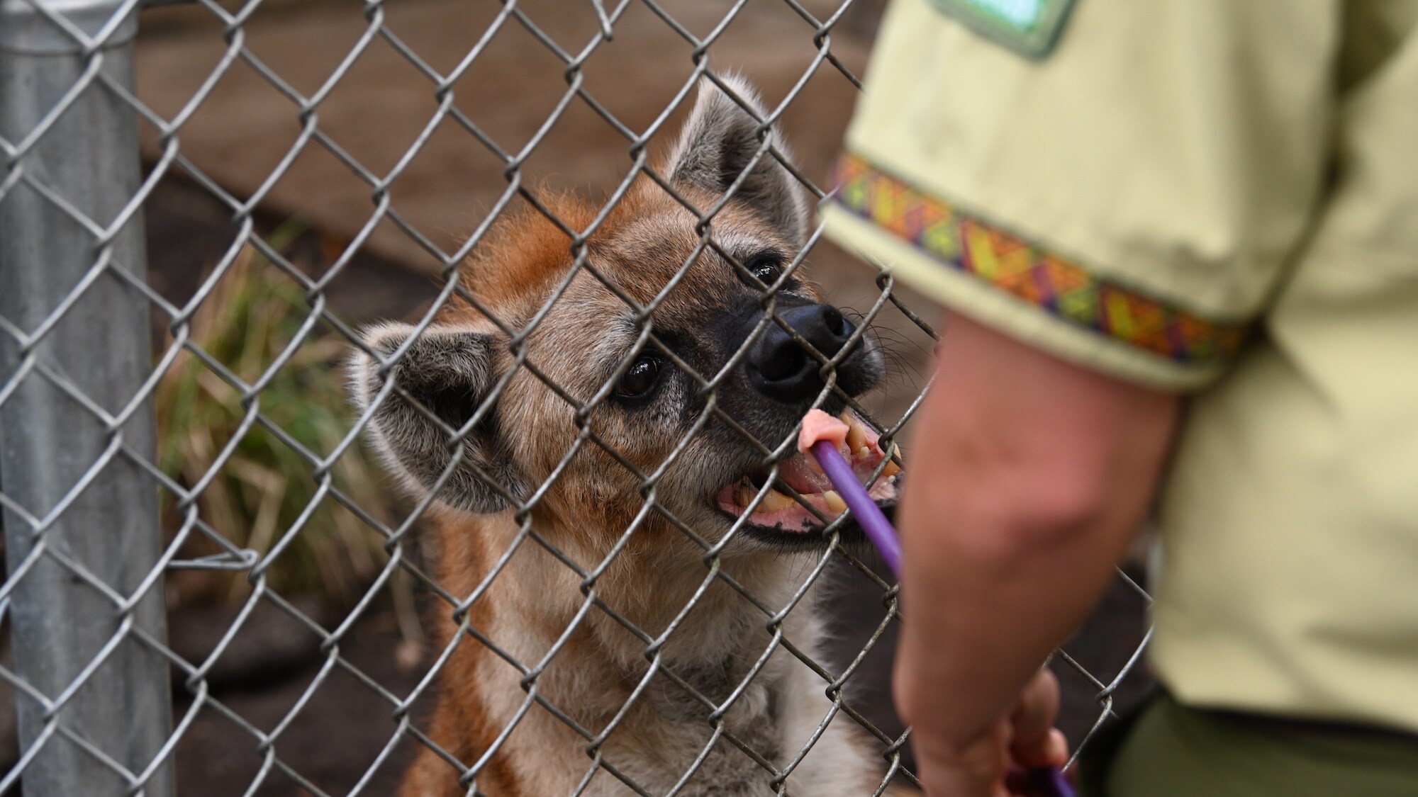 Scooter the Hyena being fed by Keeper. (National Geographic/Gene Page)