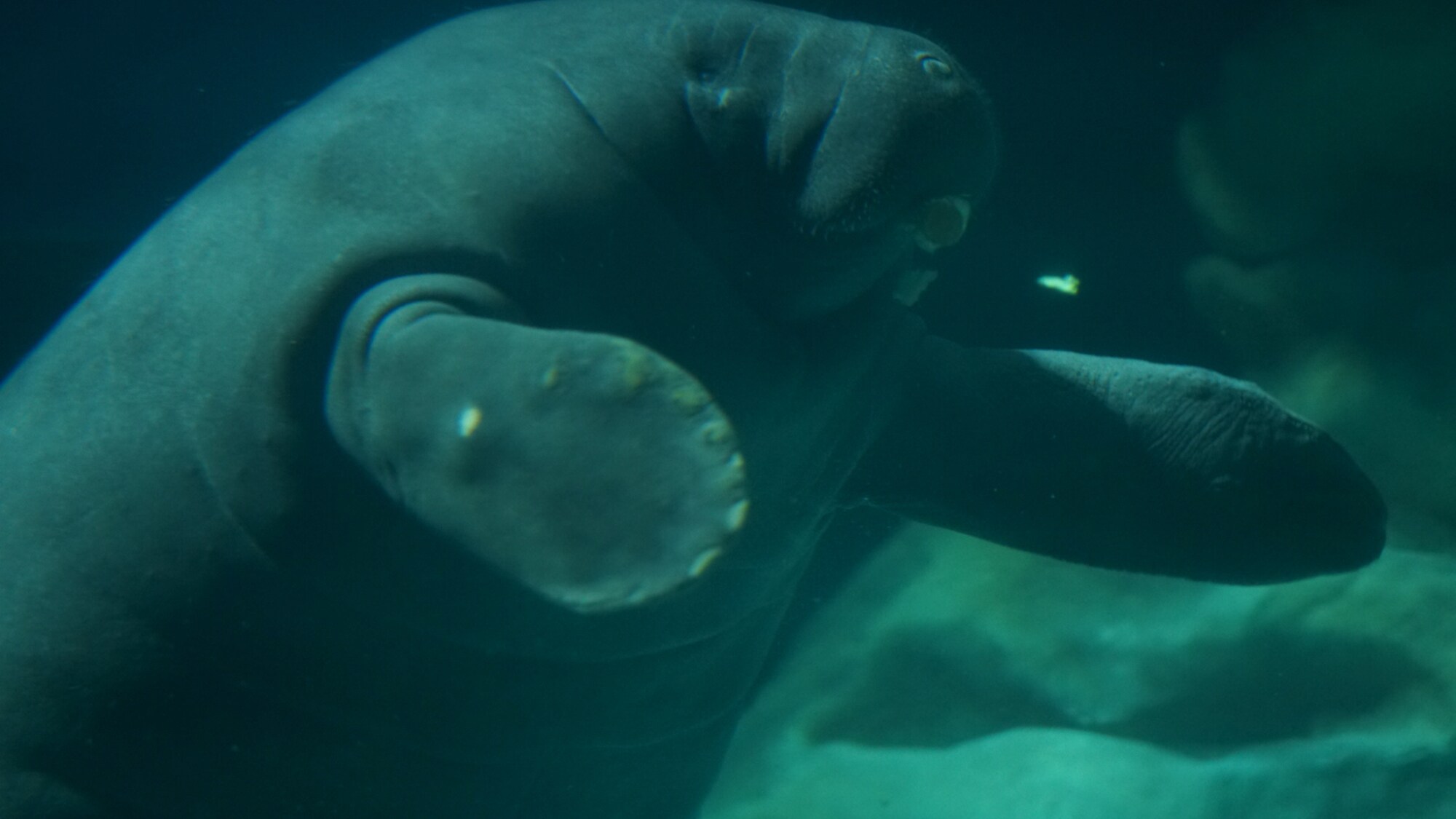 Lou, the West Indian manatee, swimming at The Seas with Nemo & Friends. (Disney)