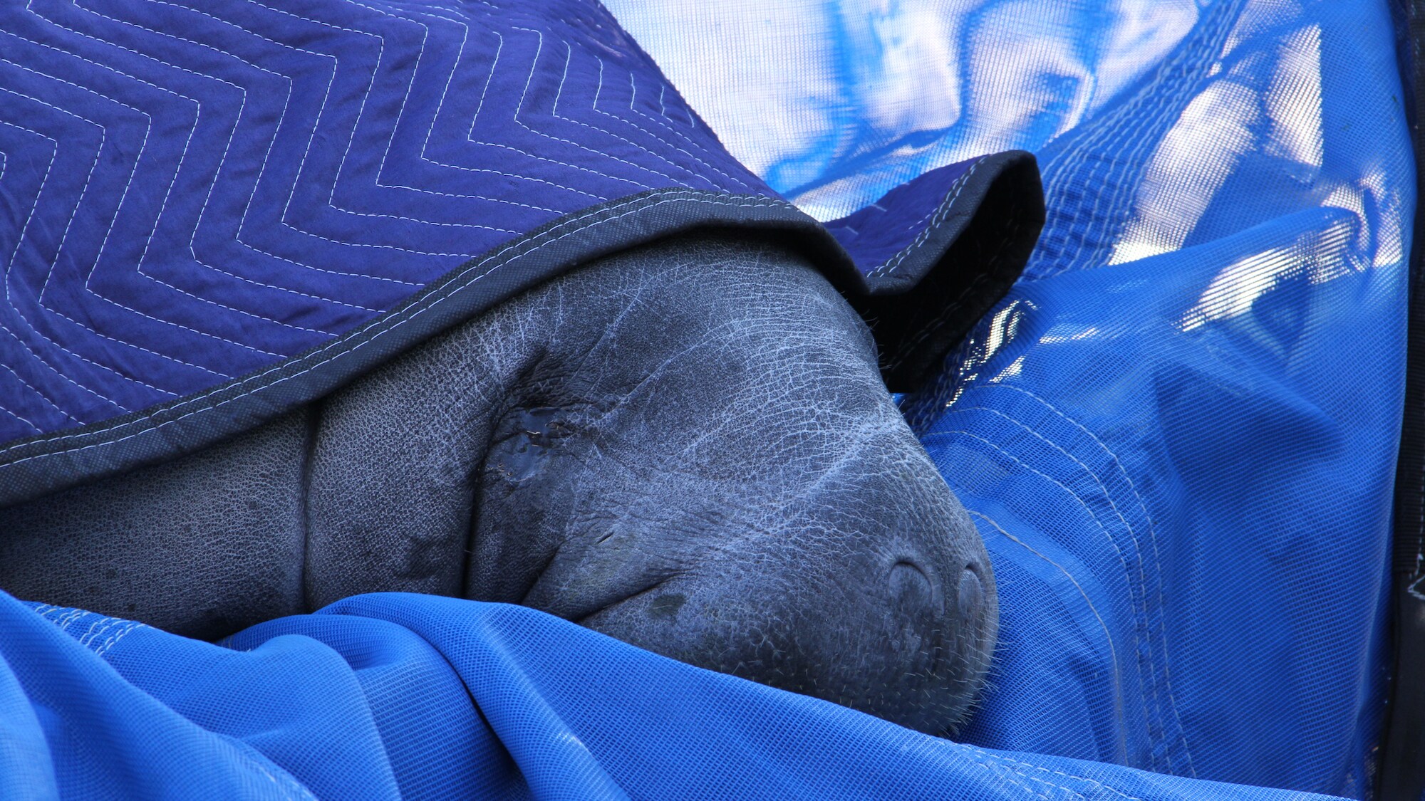 Lou the manatee resting during his move to the hospital. (Disney)