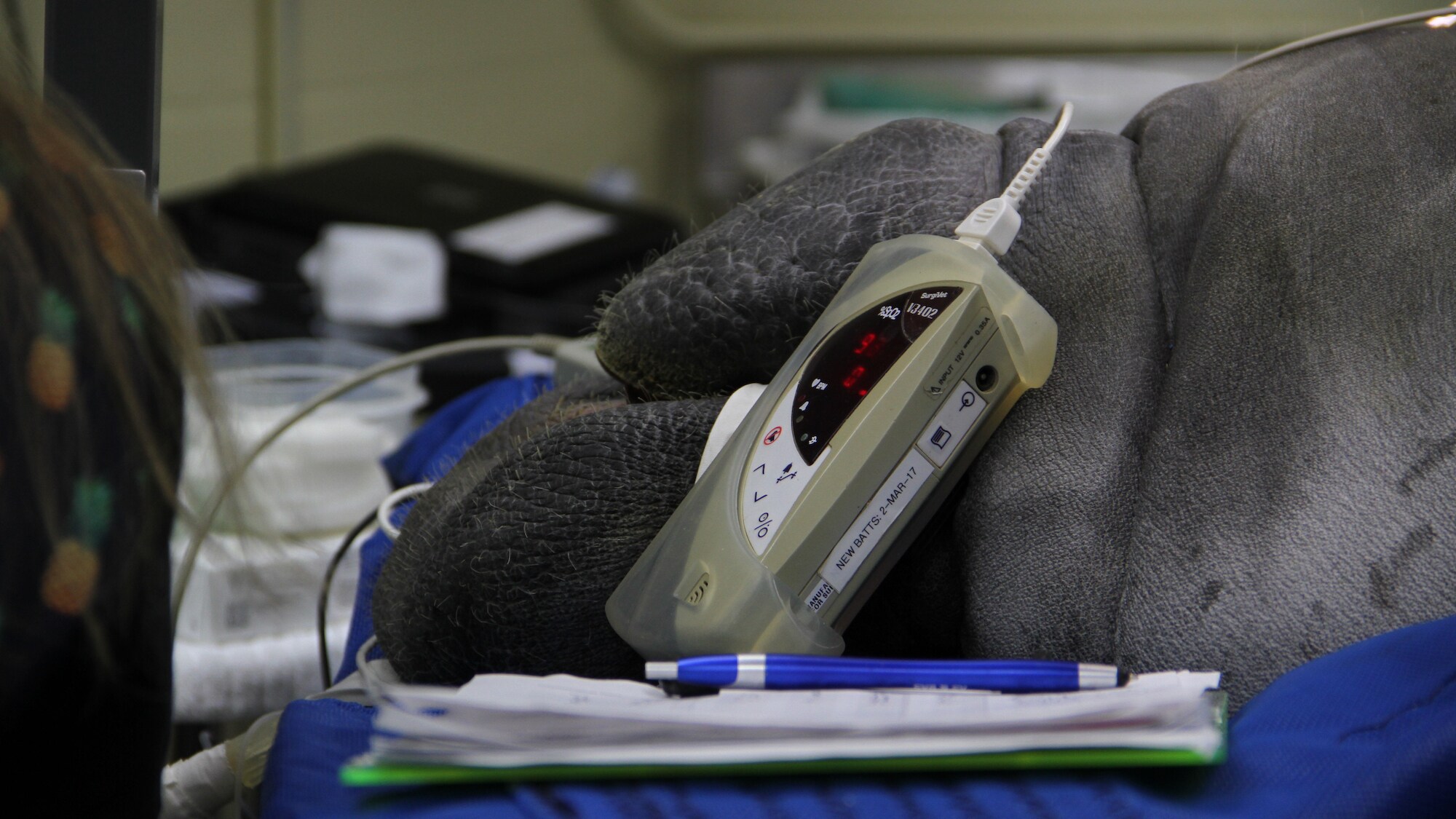 Lou, the West Indian manatee, undergoes a CT scan. (Disney)