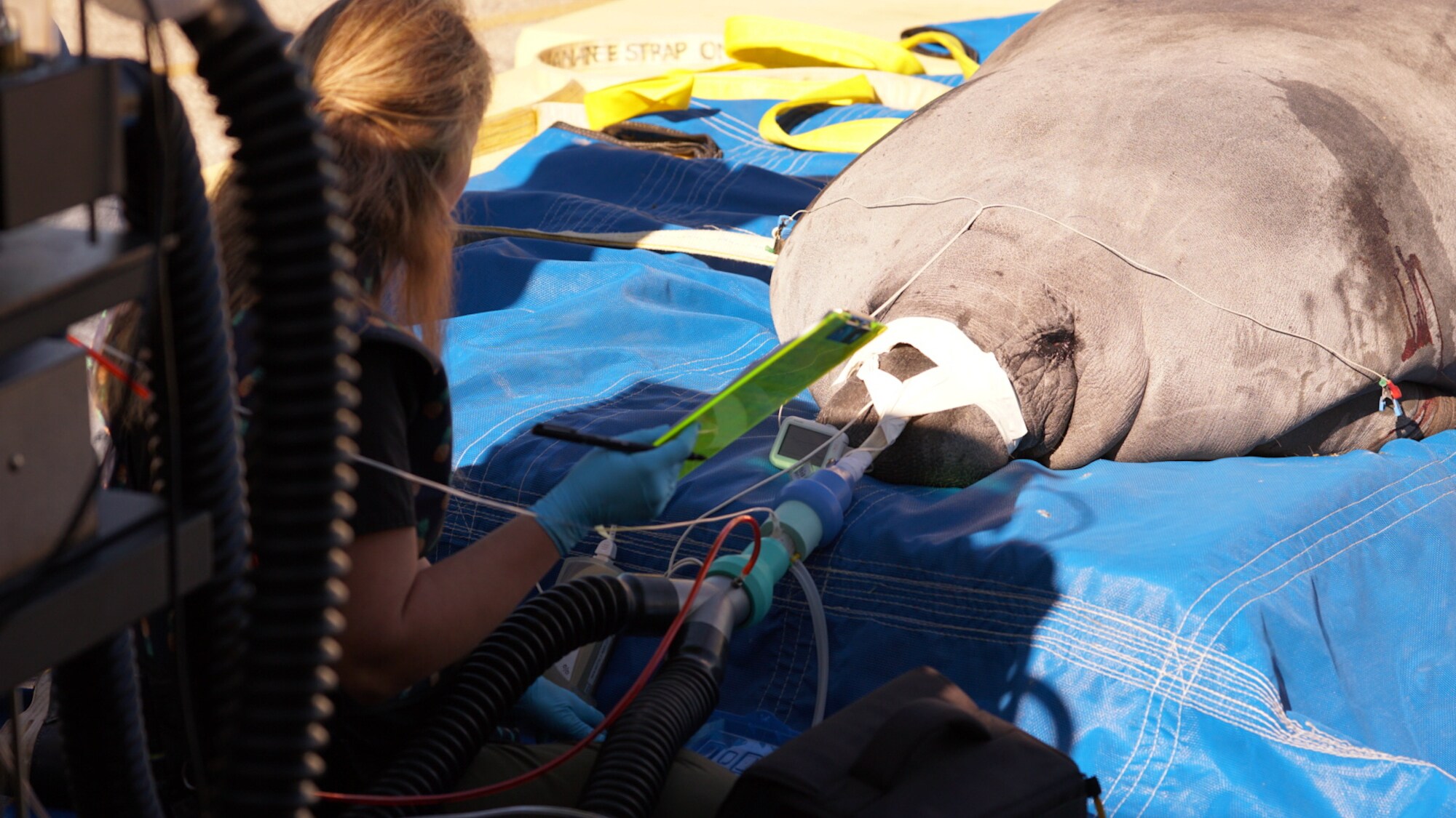 Lou, the West Indian manatee, is transported from his home at The Seas with Nemo & Friends to the veterinarian treatment room to undergo a CT scan. (Disney)