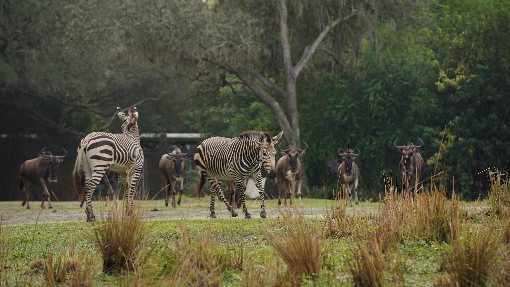 Domino and Prima the Hartmann's Mountain Zebras. (Disney)