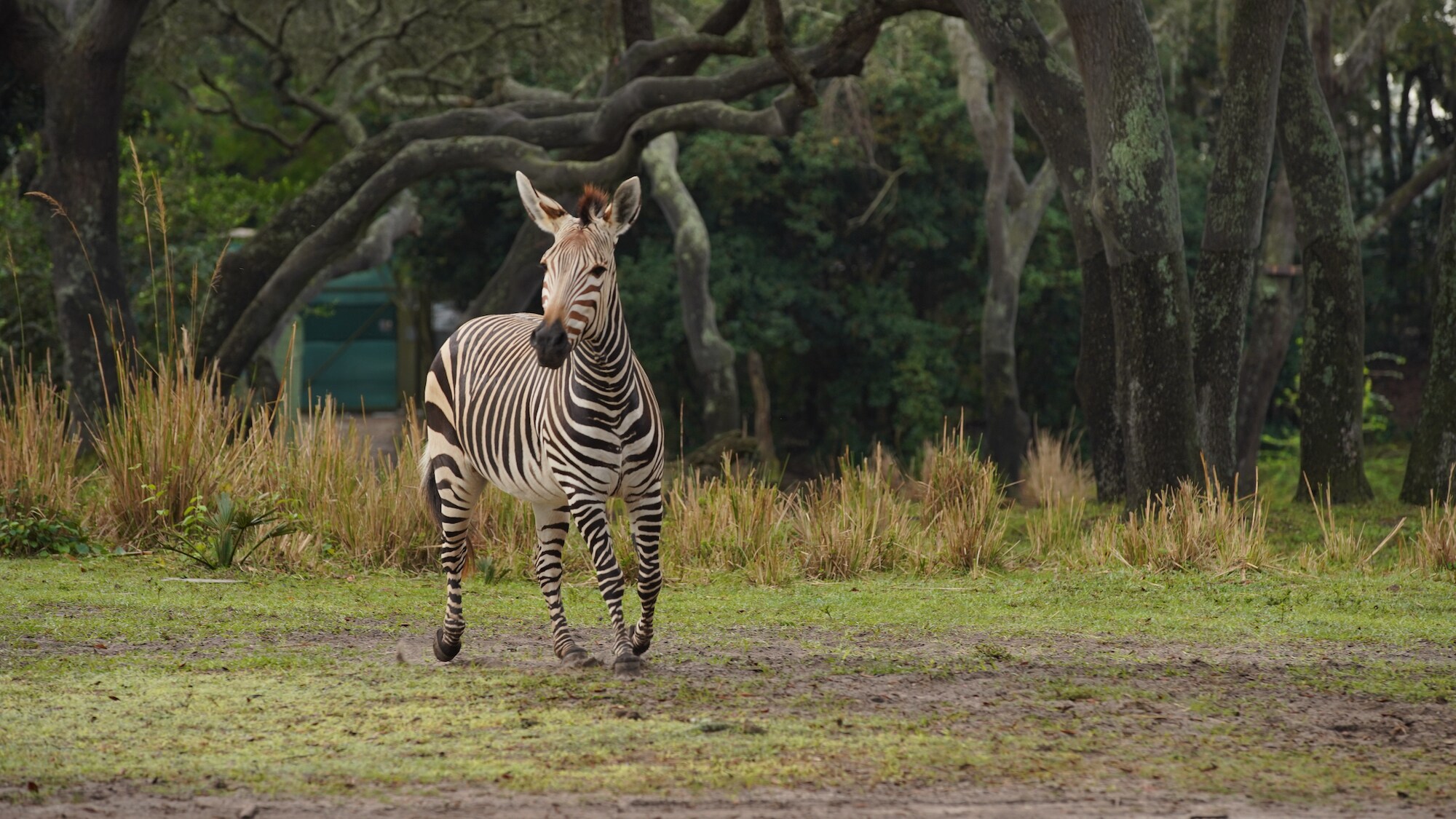 Prima the Hartmann's Mountain Zebra. (Disney)