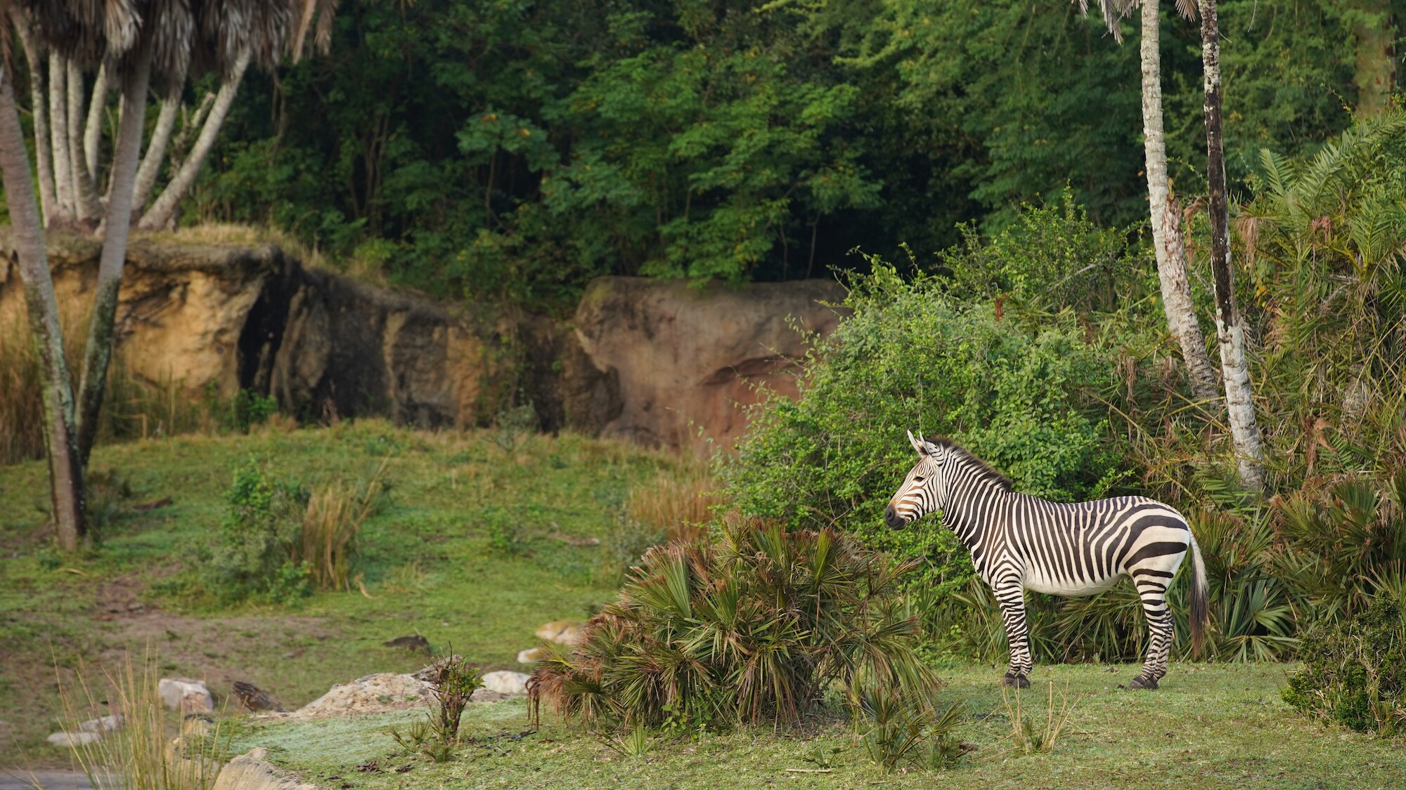 Prima the Hartmann's Mountain Zebra. (Disney)