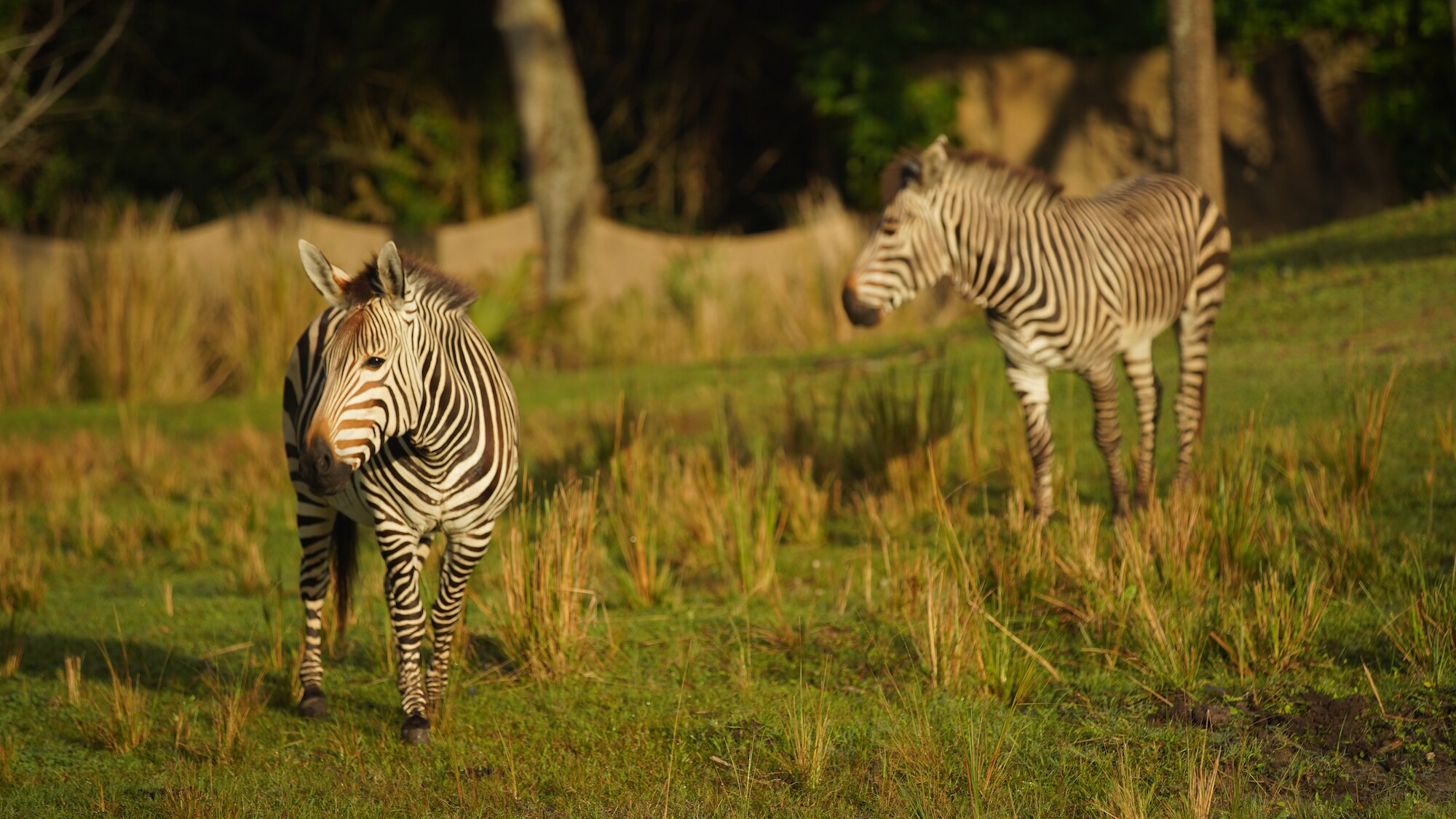 Prima and Domino the Hartmann's Mountain Zebras. (Disney)