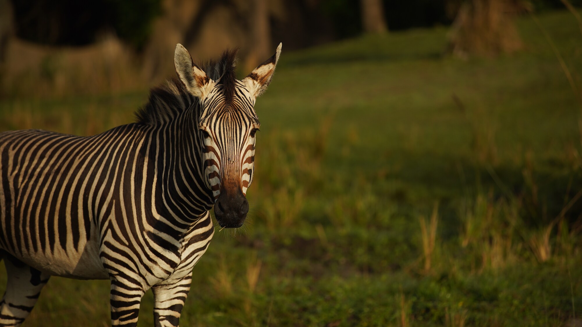 Domino the Hartmann's Mountain Zebra. (Disney)