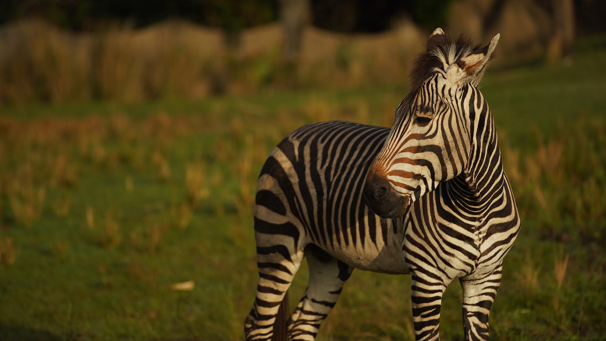 Domino the Hartmann's Mountain Zebra. (Disney)