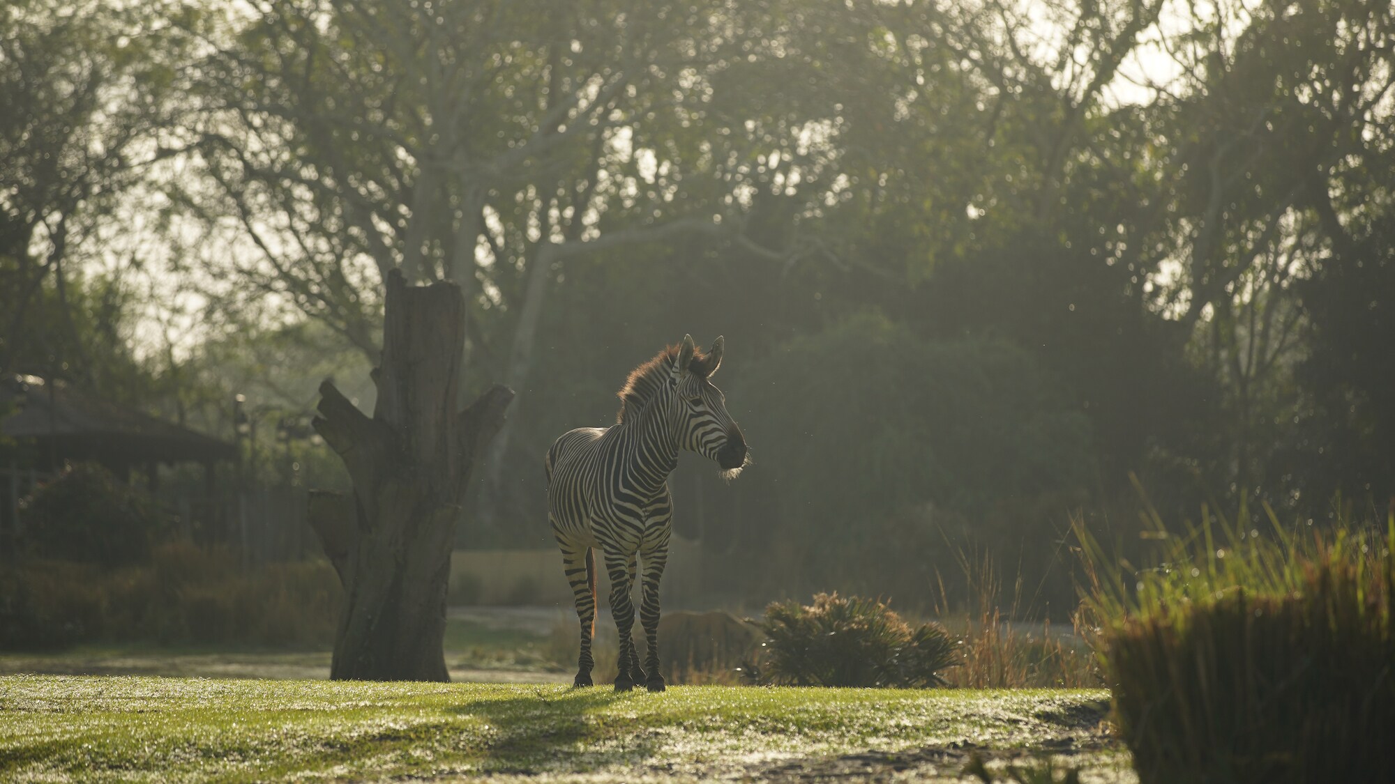 Domino the Hartmann's Mountain Zebra. (Disney)