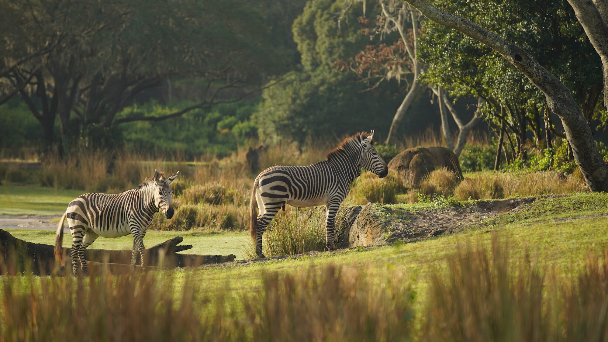 Hartmann's Mountain Zebras on the savanna at Kilimanjaro Safari. (Disney)