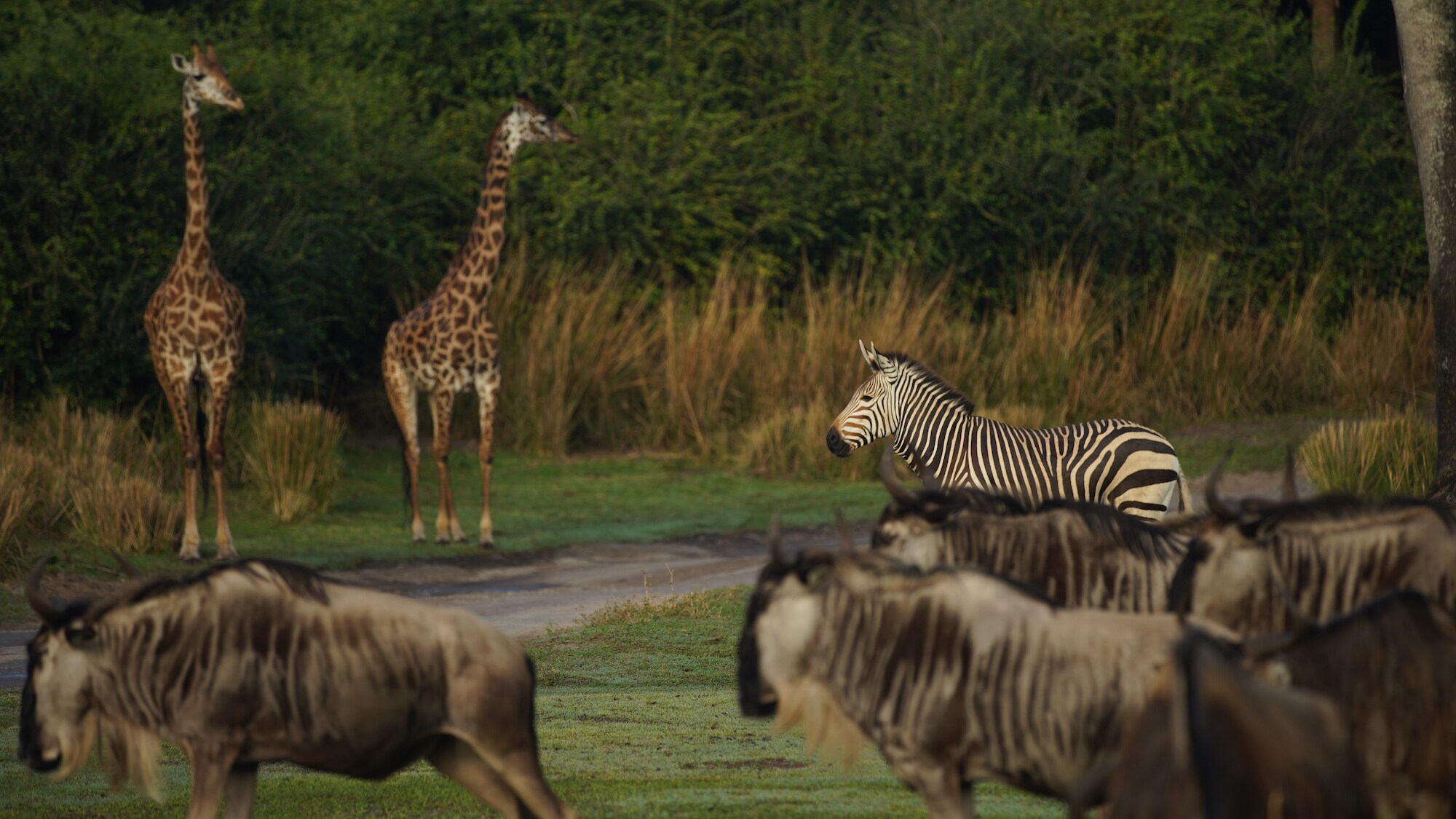 Prima the Hartmann's Mountain Zebra with wildebeest and giraffes. (Disney)