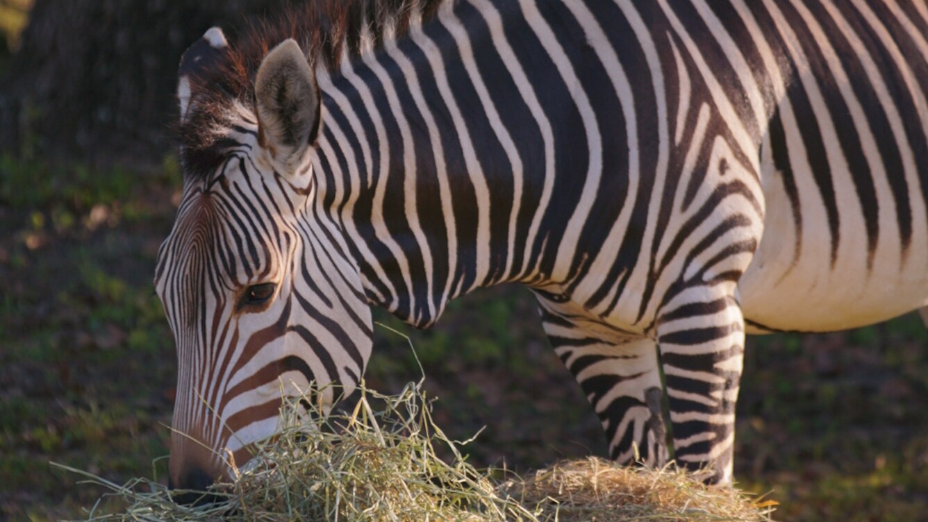 Hartmann's Mountain Zebra on the savanna at Kilimanjaro Safari. (Disney)